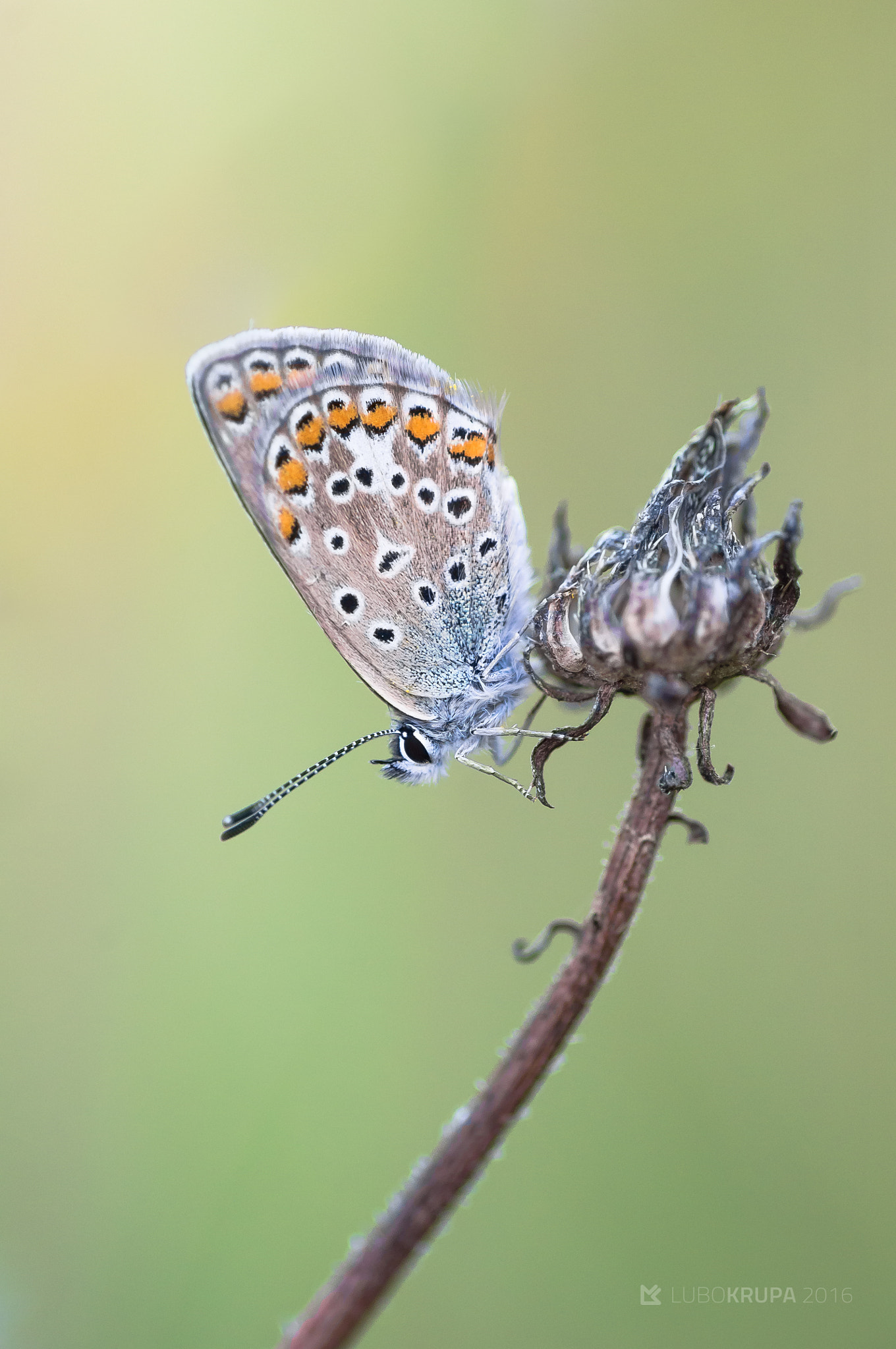 Pentax K-r sample photo. Polyommatus icarus photography