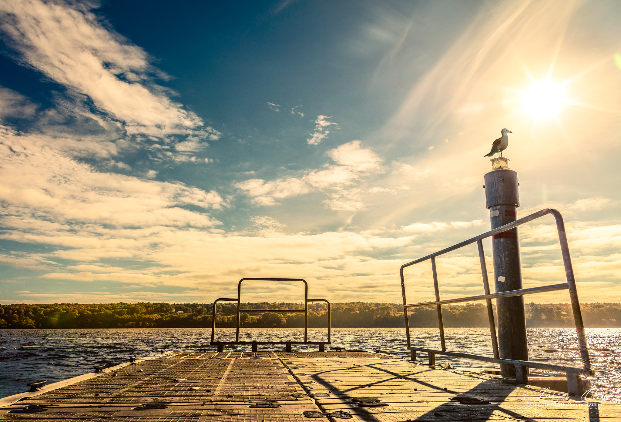 Canon EF 24mm F1.4L II USM sample photo. Seagull photography