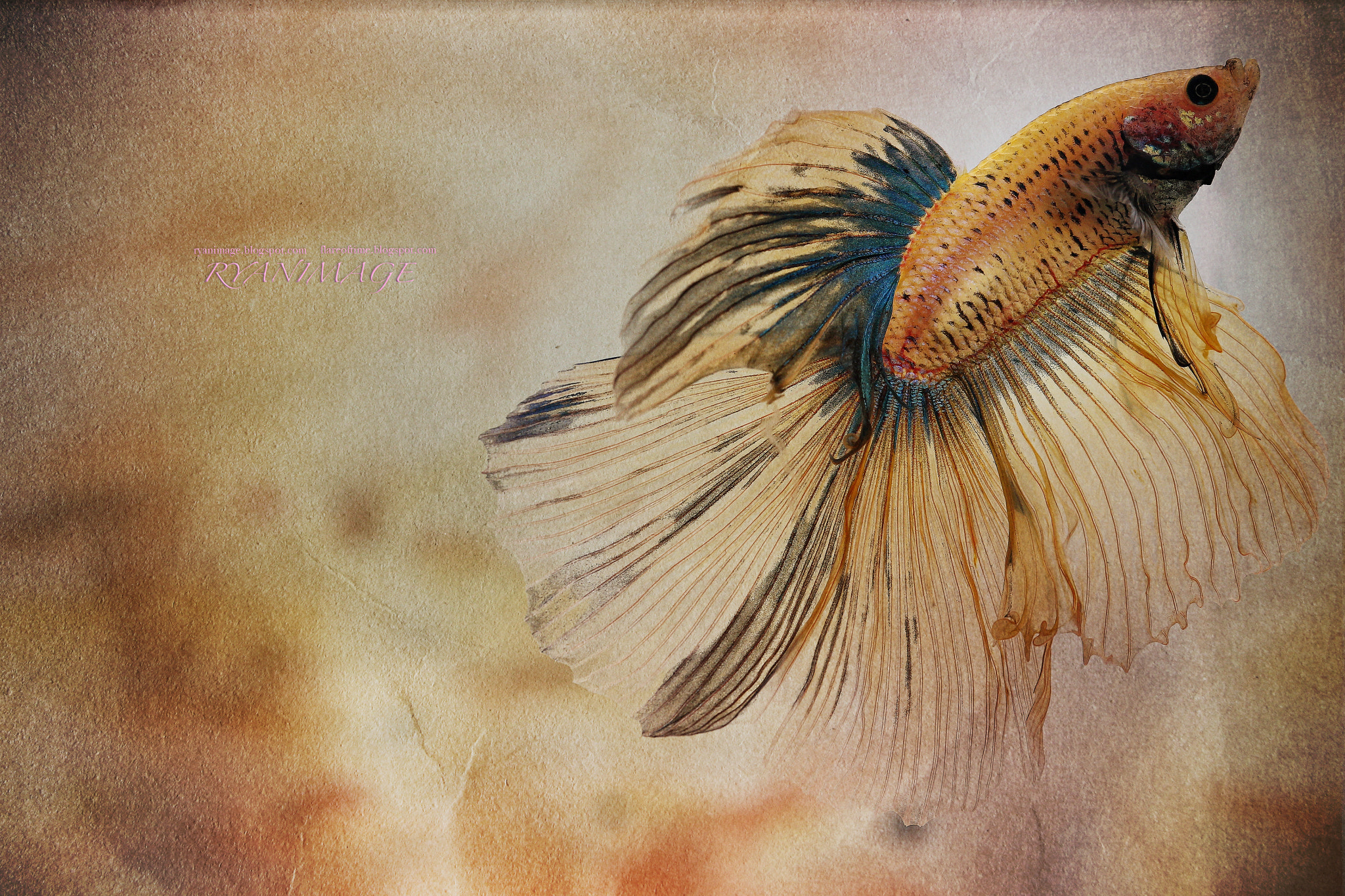 Canon EF 180mm F3.5L Macro USM sample photo. Betta (siamese fighting fish) photography