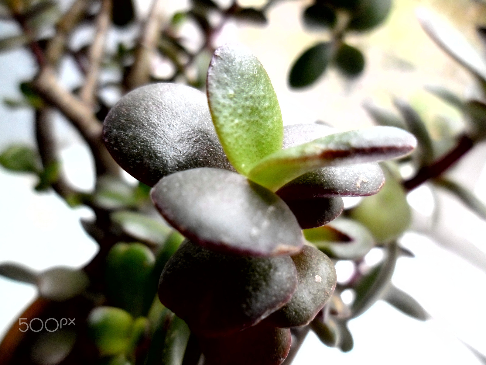 Samsung ES90/ ES91 sample photo. " flower crassula "... photography