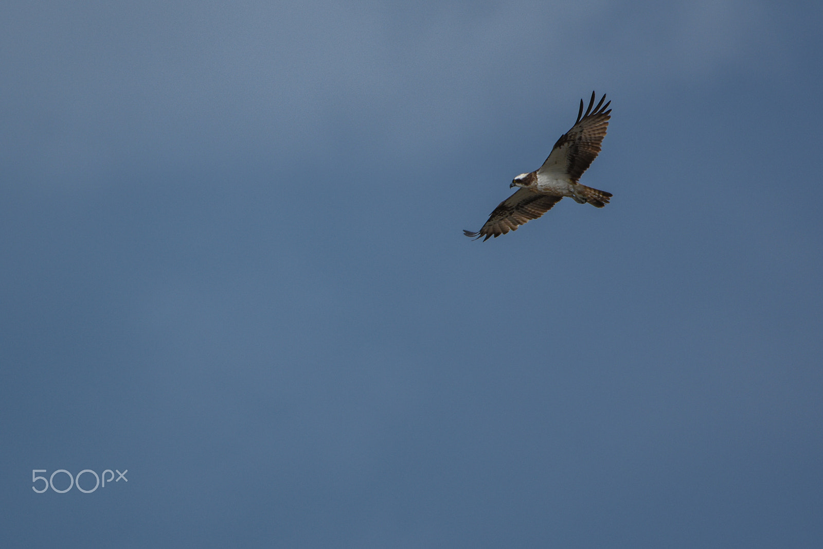 Tamron SP 150-600mm F5-6.3 Di VC USD sample photo. A hunter hunting the hunted photography