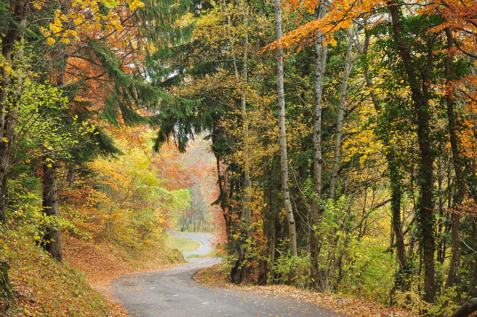 Nikon D300S sample photo. Forêt hte savoie nov () photography