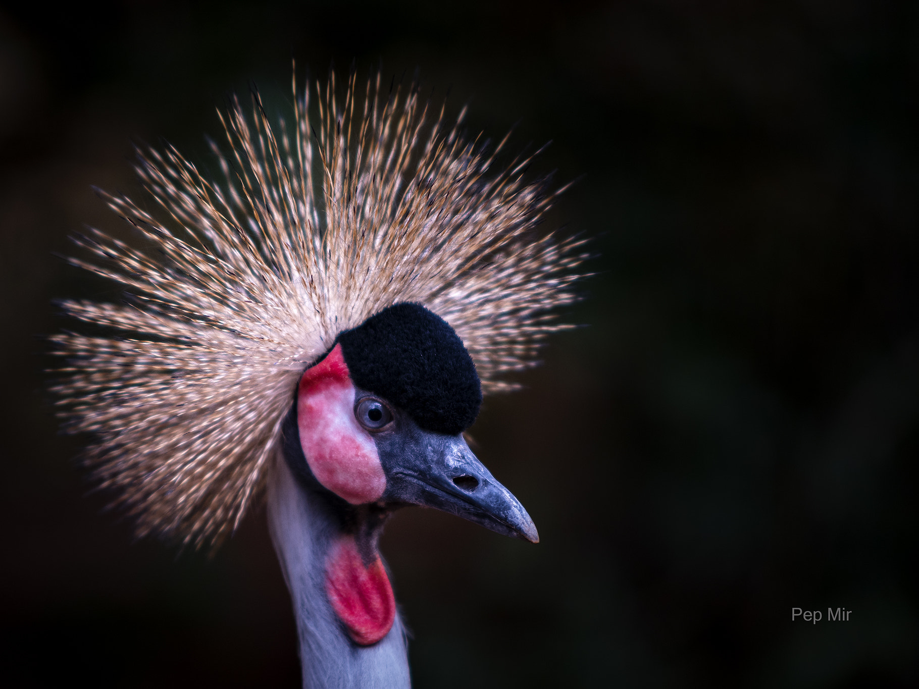 Sigma 70-200mm F2.8 EX DG Macro HSM II sample photo. Grulla coronada photography