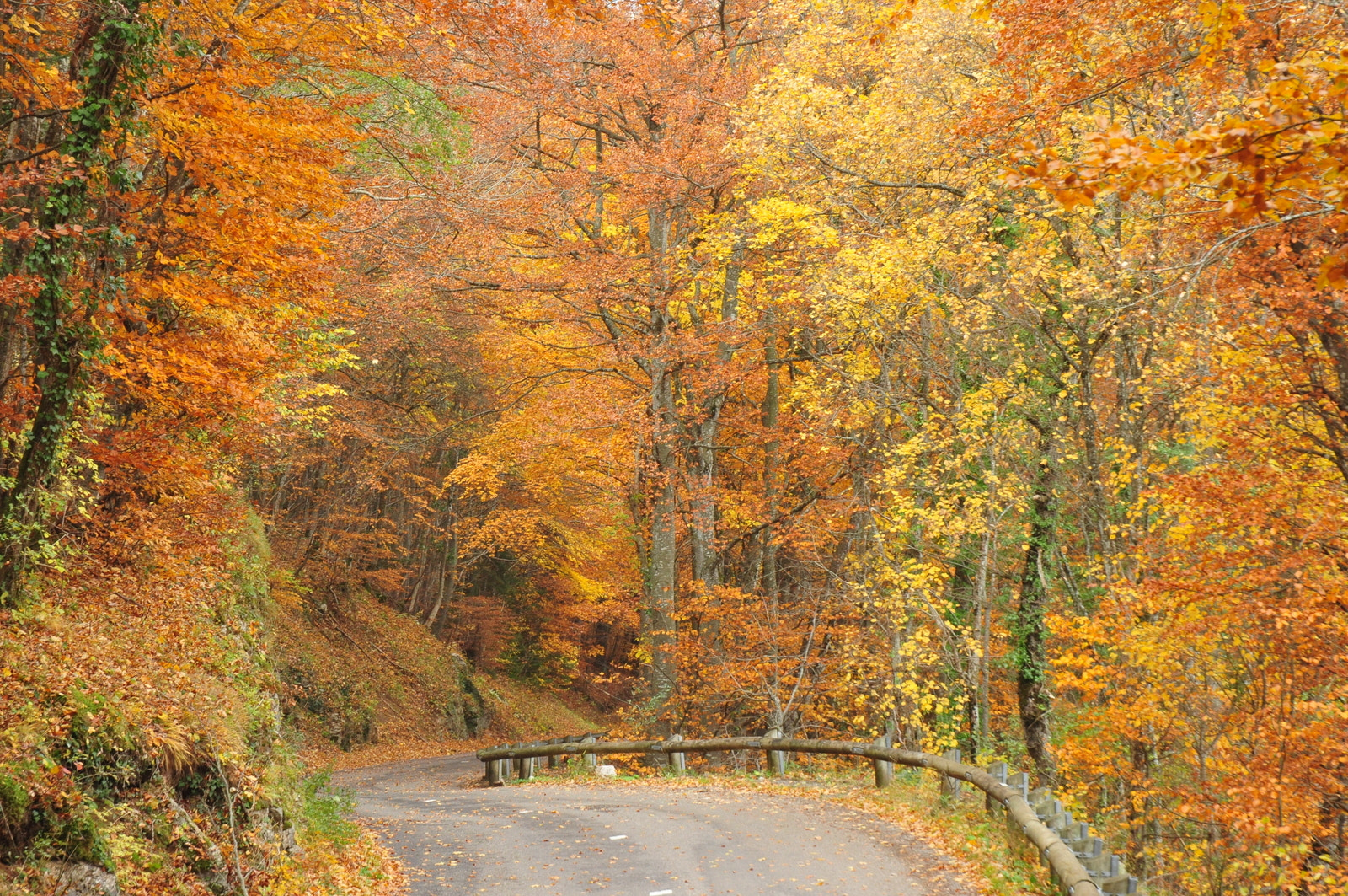 Nikon D300S sample photo. Foret annecy photography