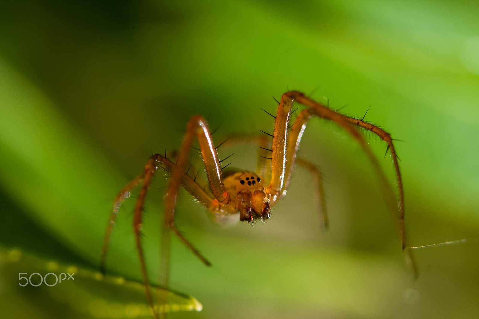 Sigma 105mm F2.8 EX DG OS HSM sample photo. Garden spider photography