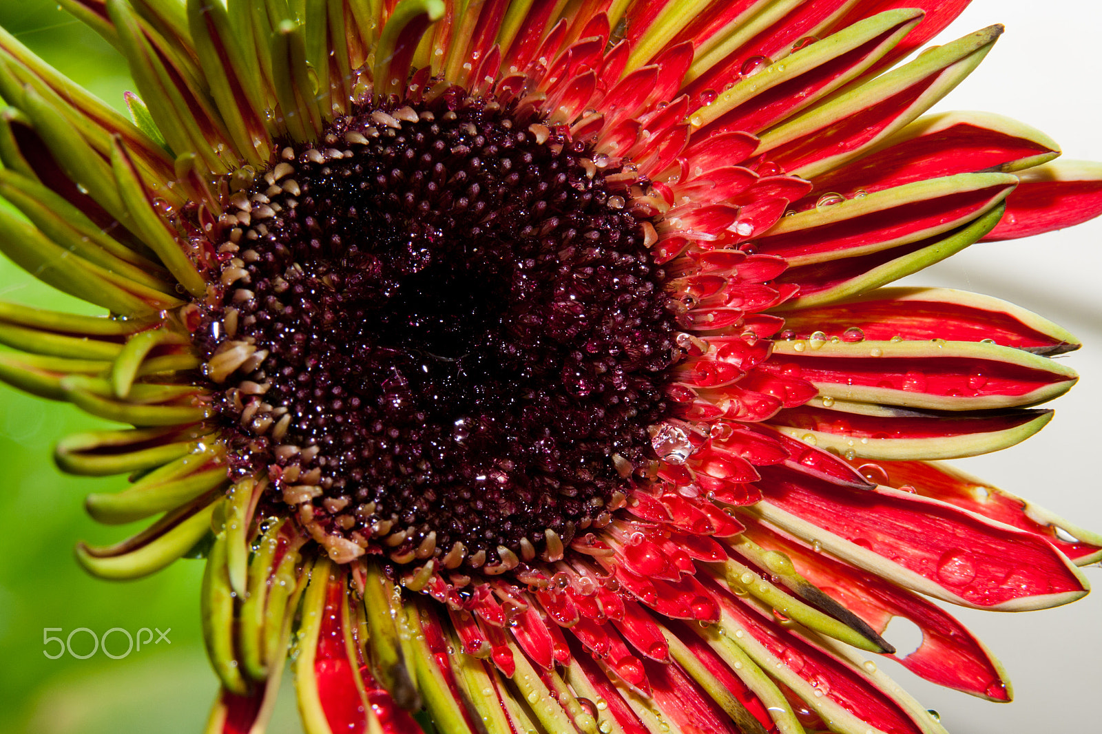 Sigma 105mm F2.8 EX DG OS HSM sample photo. Flower photography