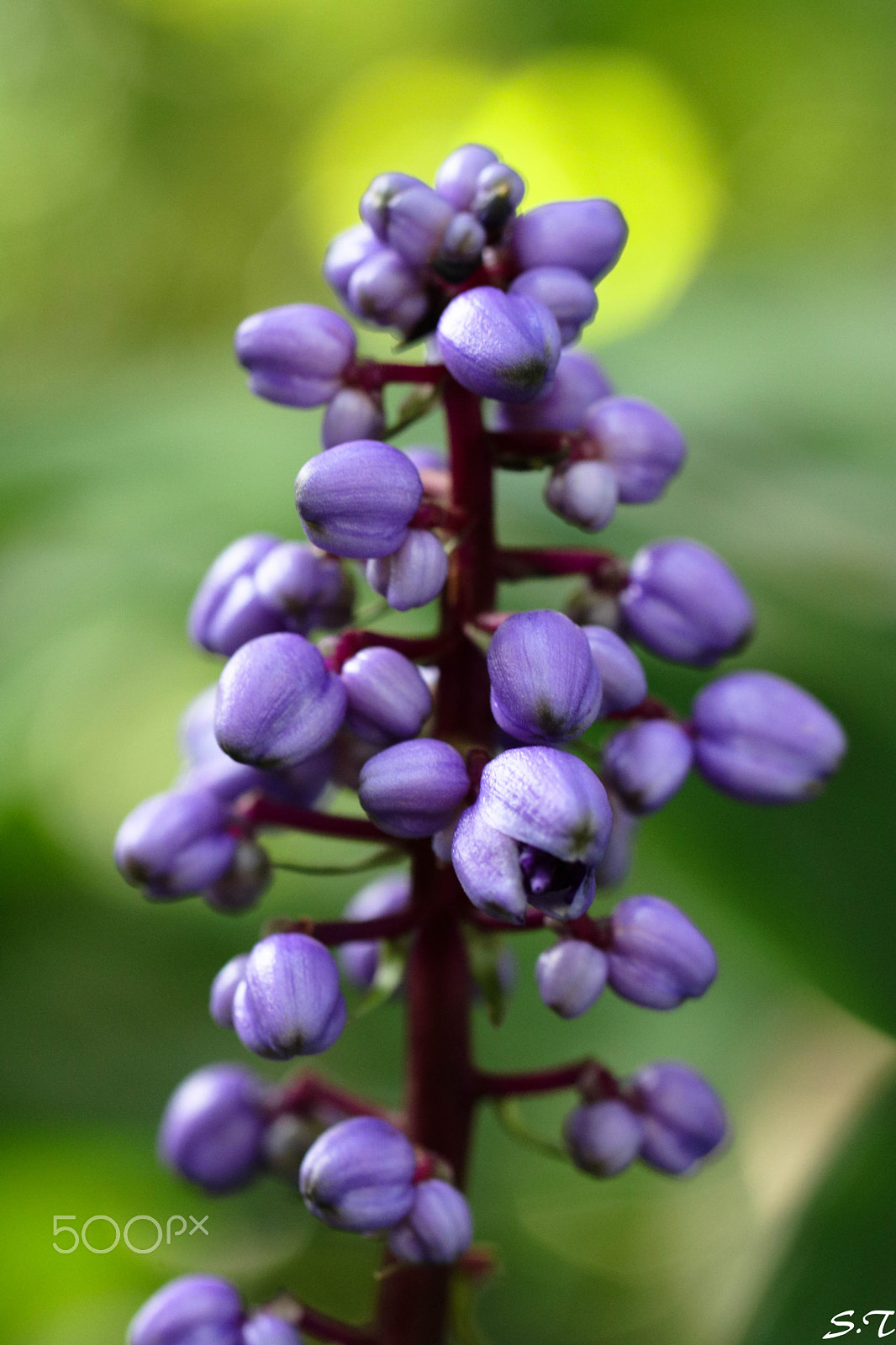 Tamron SP AF 60mm F2 Di II LD IF Macro sample photo. Climbing up photography