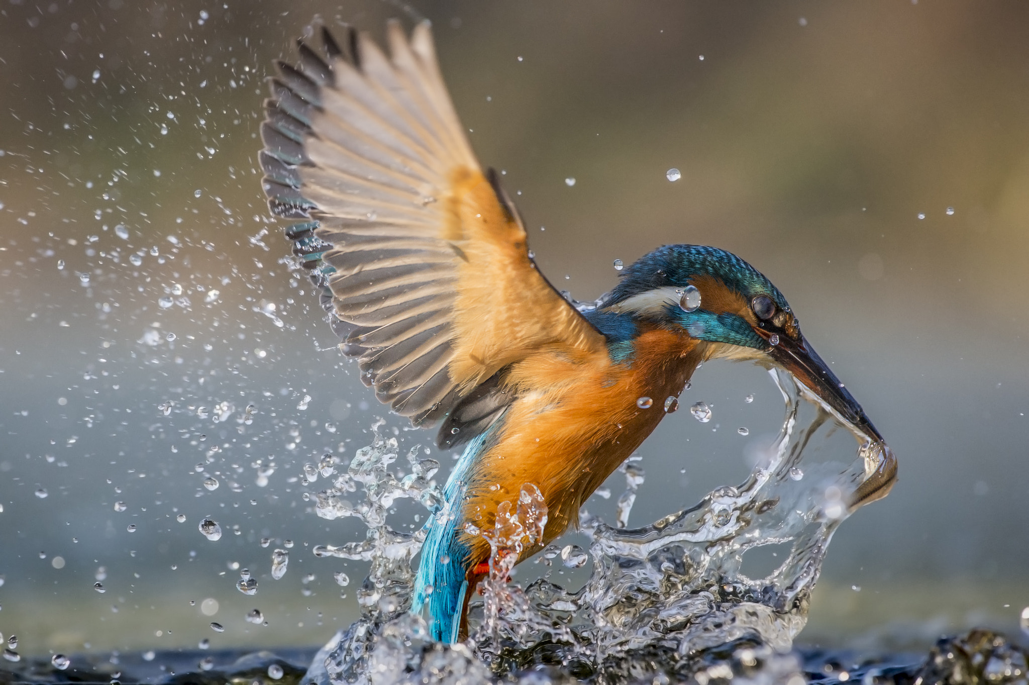 Nikon AF-S Nikkor 70-200mm F4G ED VR sample photo. Kingfisher photography