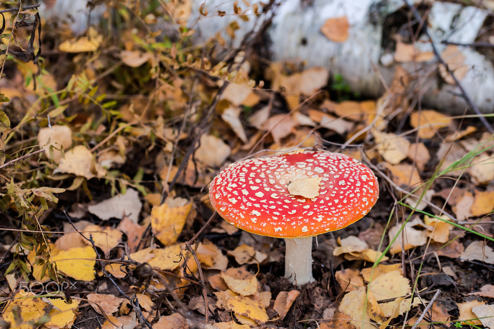 Sigma 105mm F2.8 EX DG OS HSM sample photo. Red fly agaric in the dry fallen foliage in the autumn forest photography