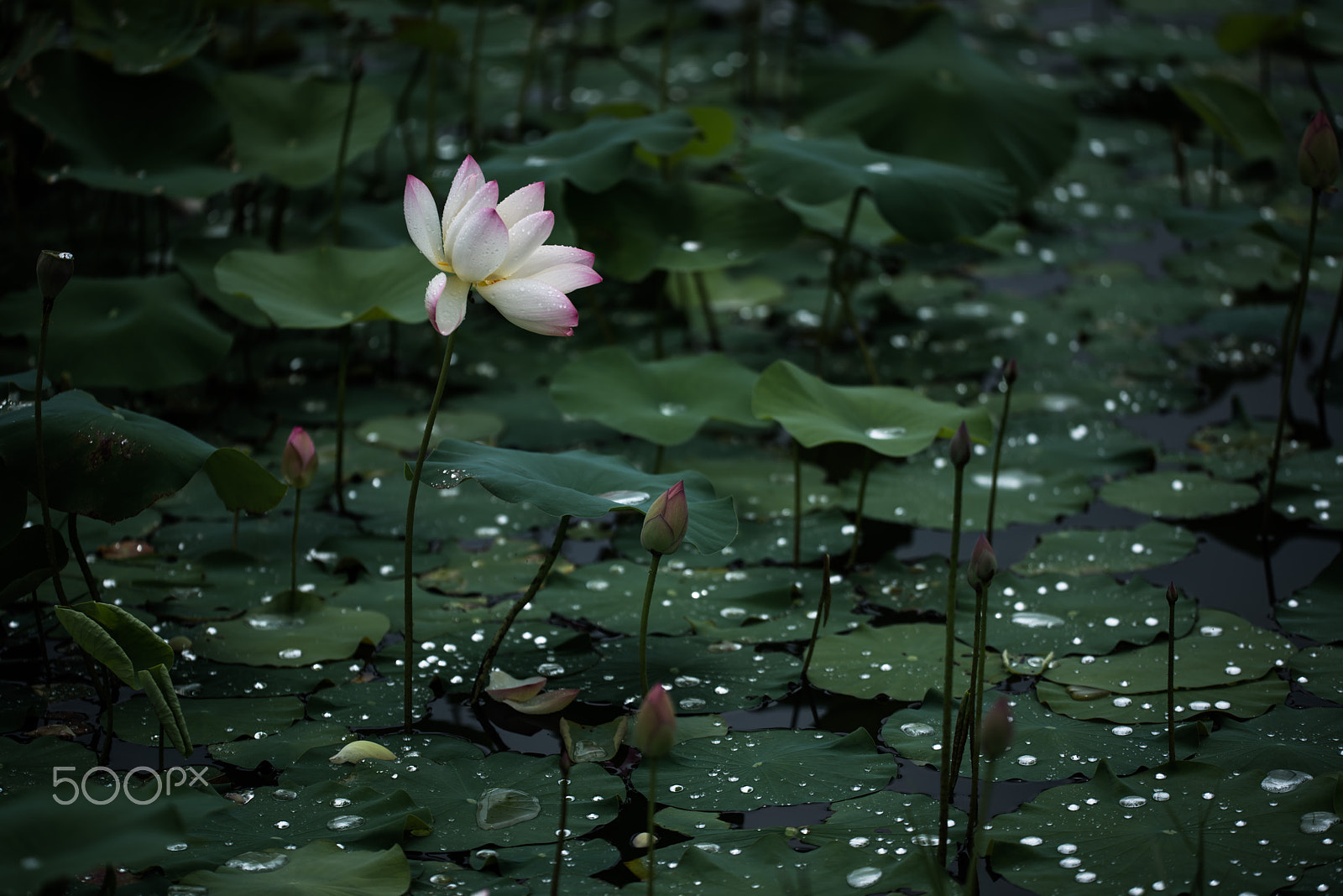 Sigma 150mm F2.8 EX DG OS Macro HSM sample photo. Lotus photography
