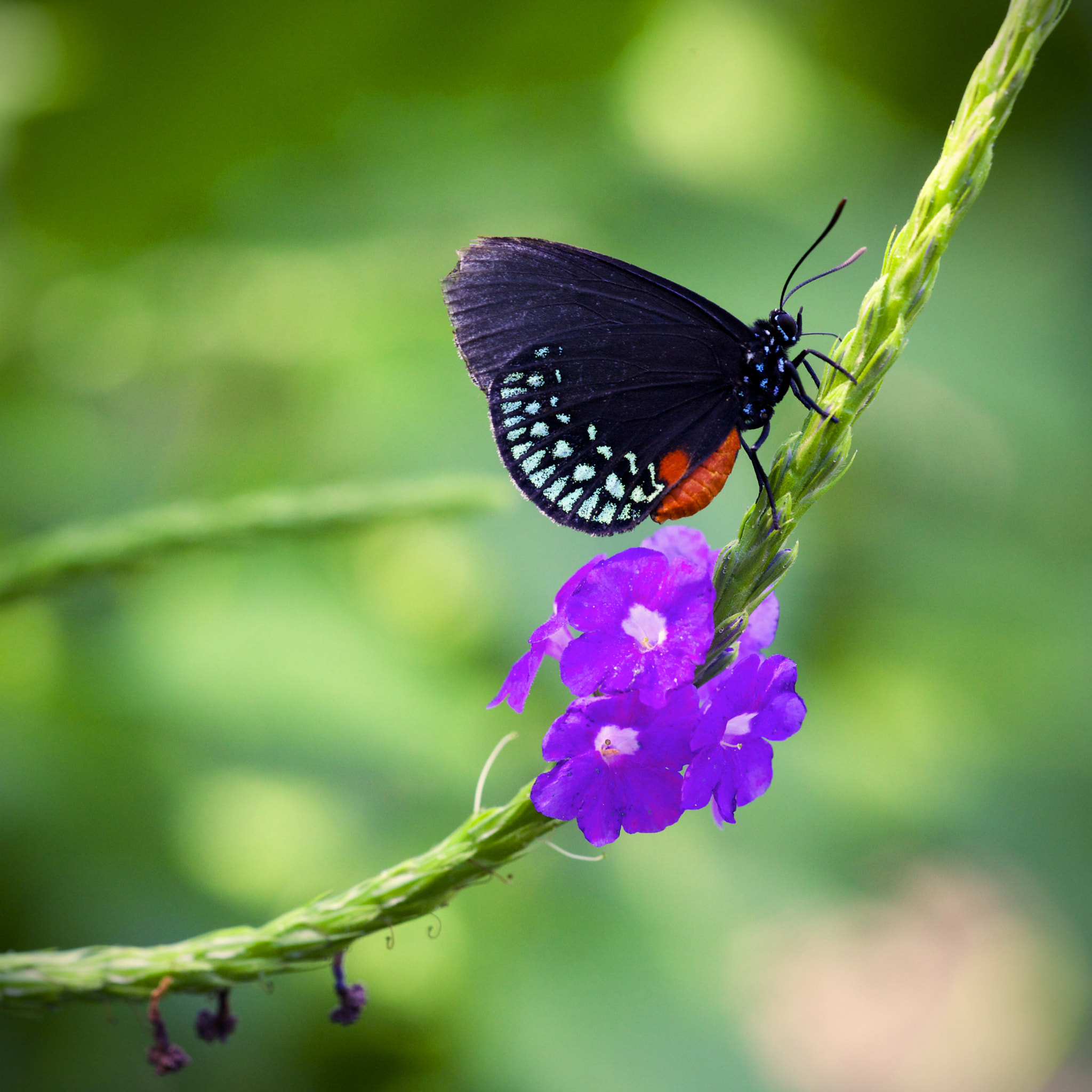 Sigma APO Macro 150mm f/2.8 EX DG HSM sample photo. Atala photography
