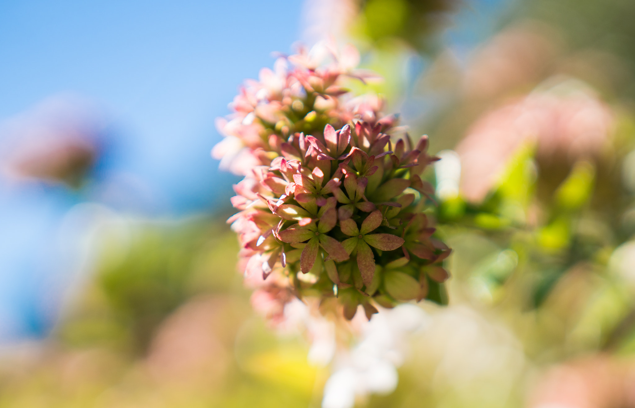 Sony a6300 + 18-35mm F1.8 DC HSM | Art 013 sample photo. Bright photography