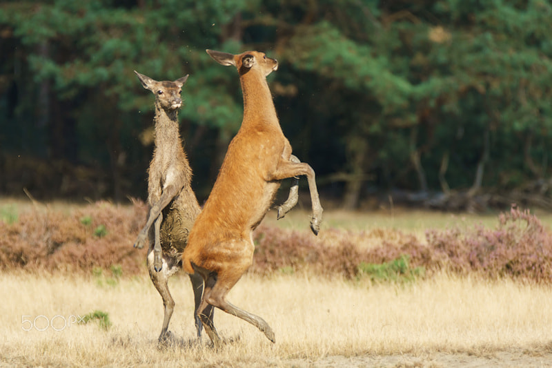 Sony ILCA-77M2 + Tamron SP 150-600mm F5-6.3 Di VC USD sample photo. Dancing...... photography