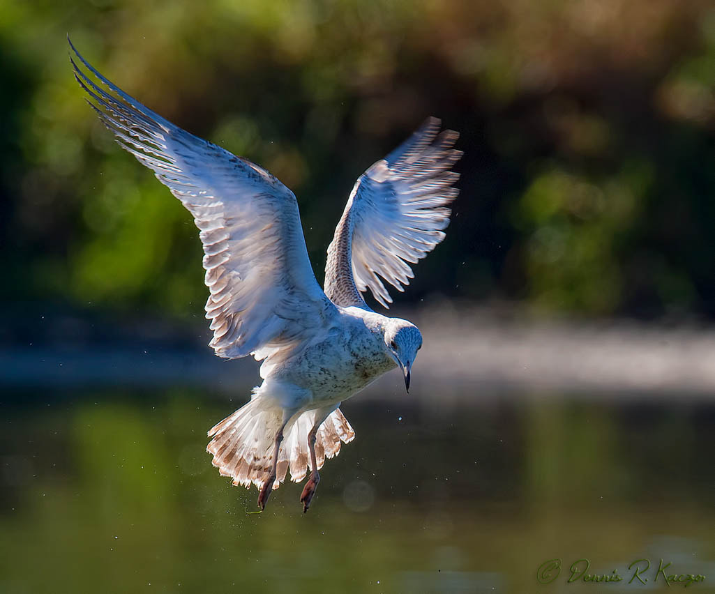 Nikon D4S + Nikon AF-S Nikkor 500mm F4G ED VR sample photo. Ds photography