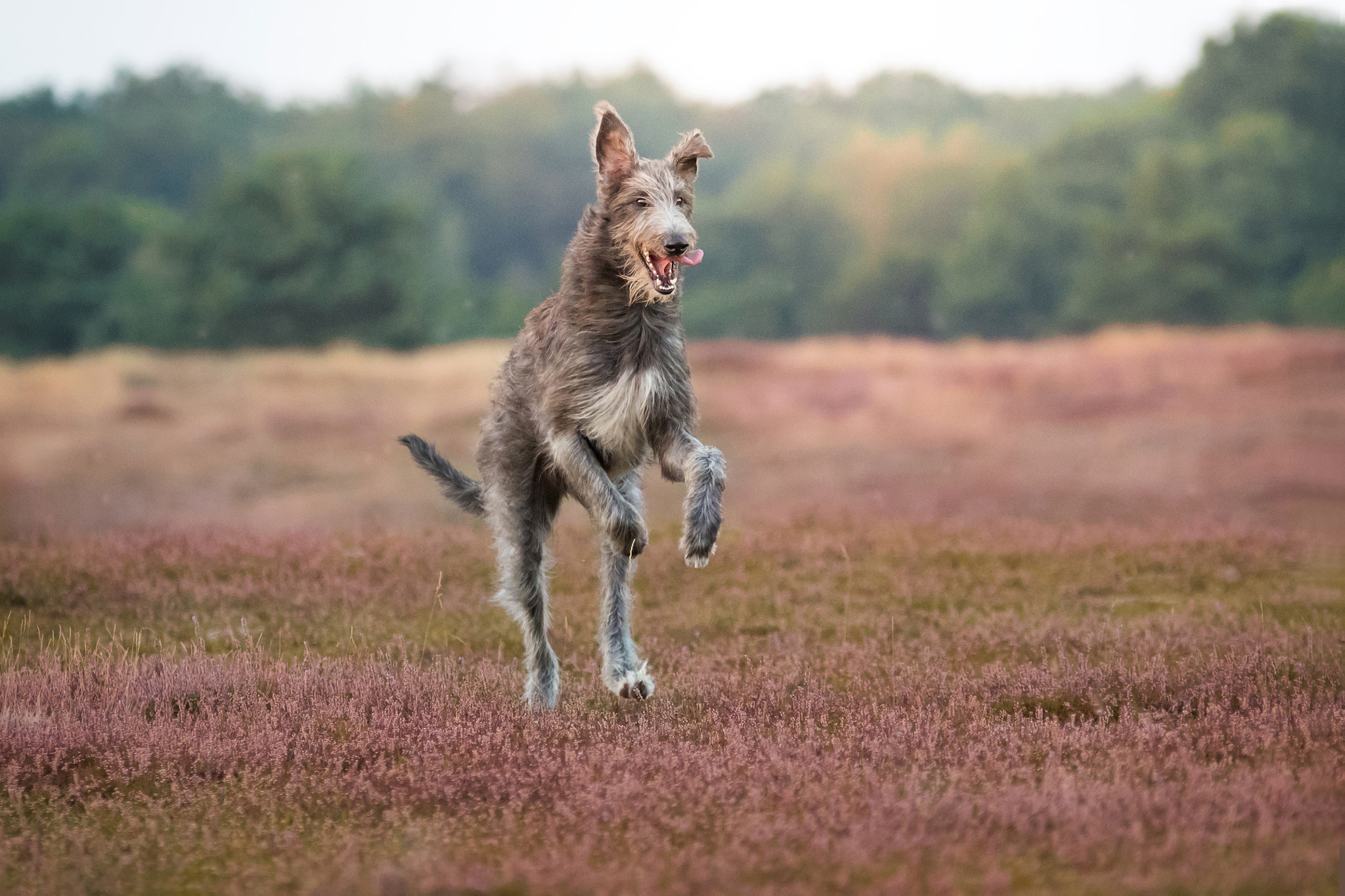 Sigma 70-200mm F2.8 EX DG OS HSM sample photo. Through the heathland photography