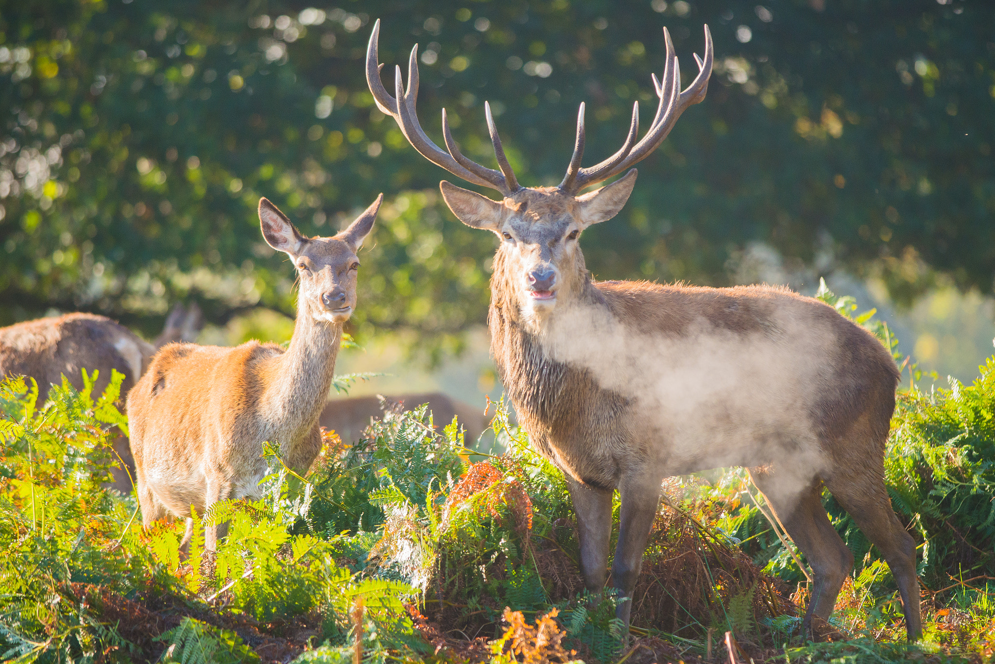 Nikon D600 + Nikon AF-S Nikkor 300mm F4D ED-IF sample photo. King and queen photography