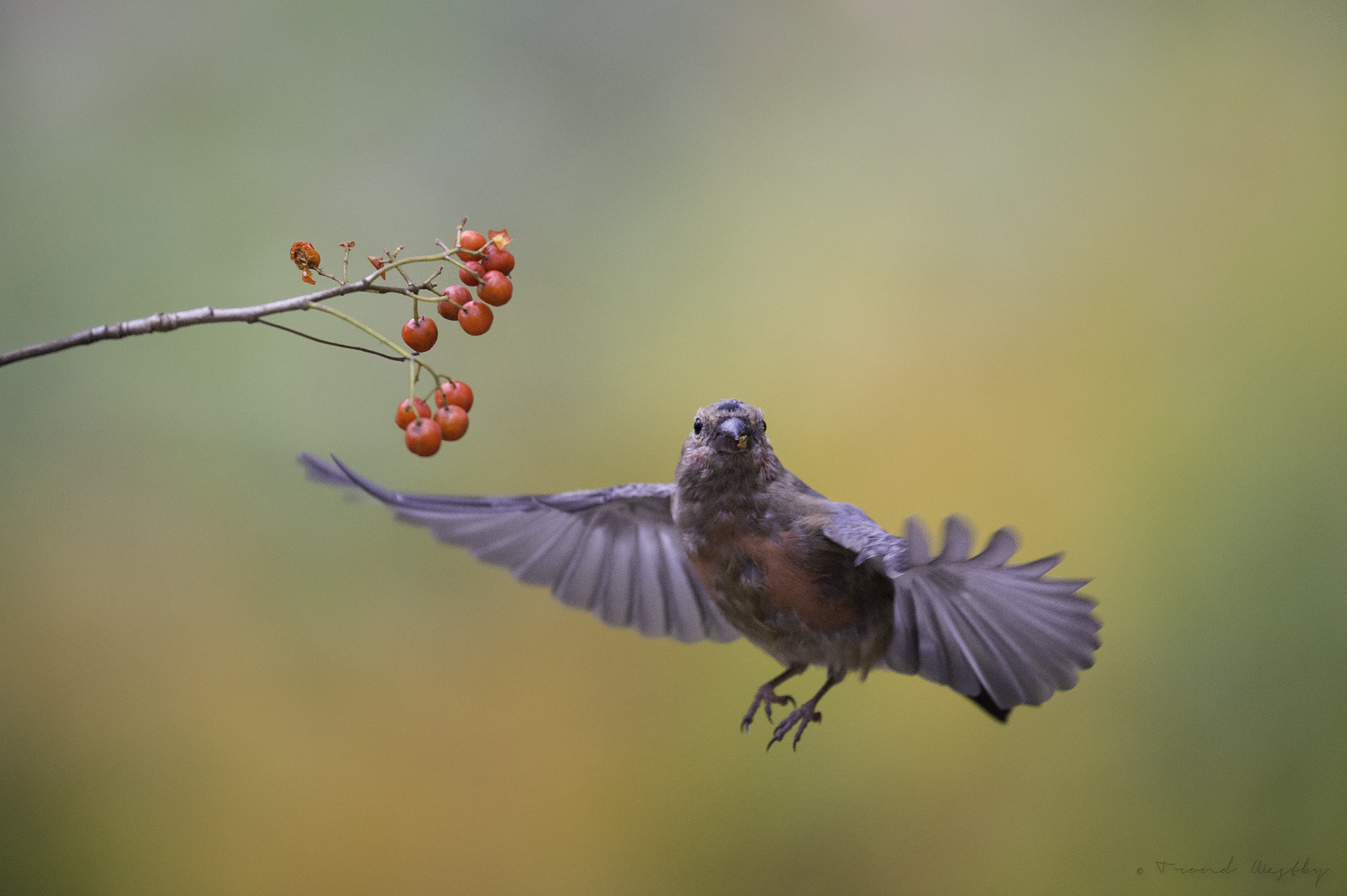 Nikon AF-S Nikkor 500mm F4E FL ED VR sample photo. Bullfinch photography