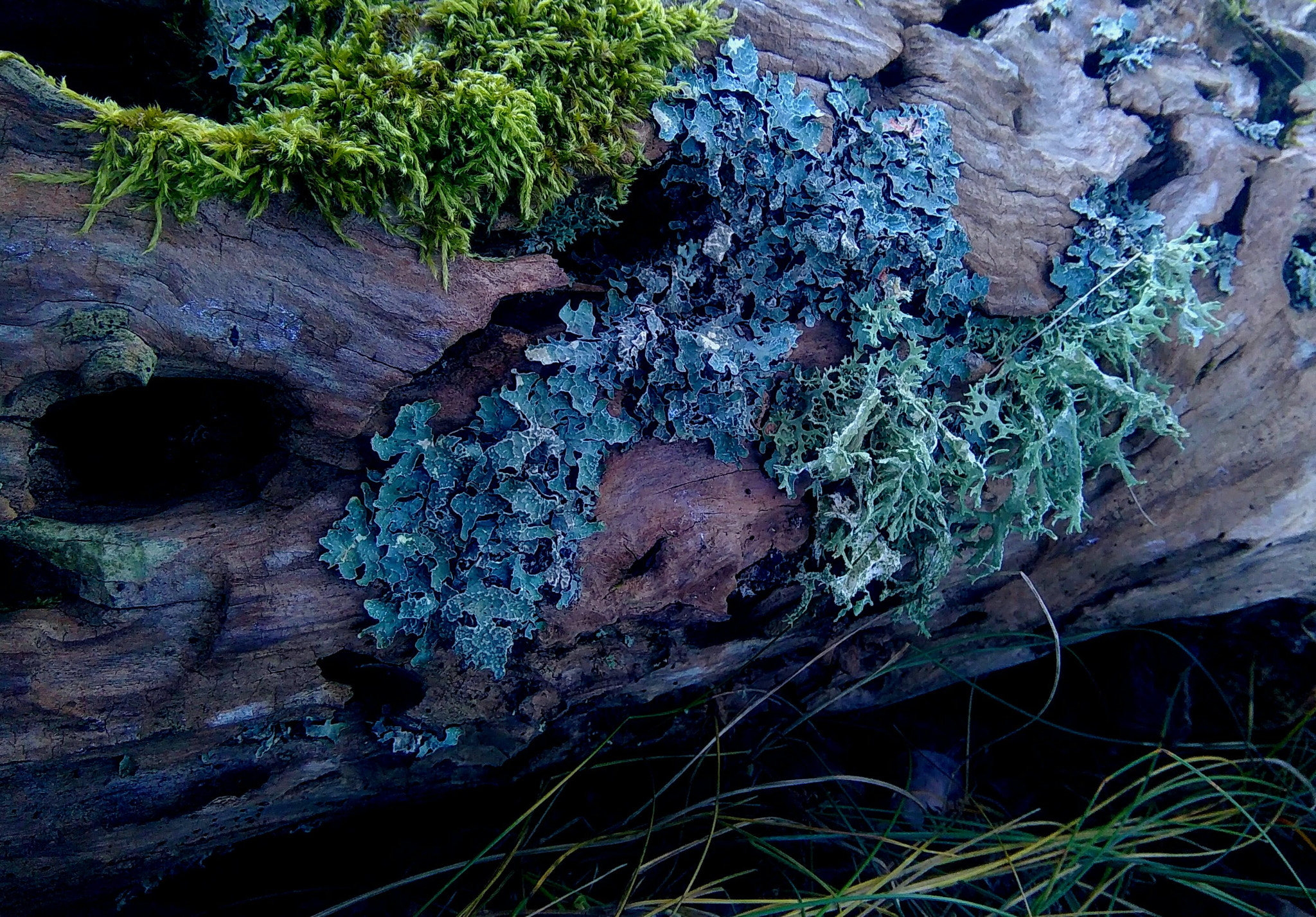 HTC DESIRE 620 sample photo. Old log photography