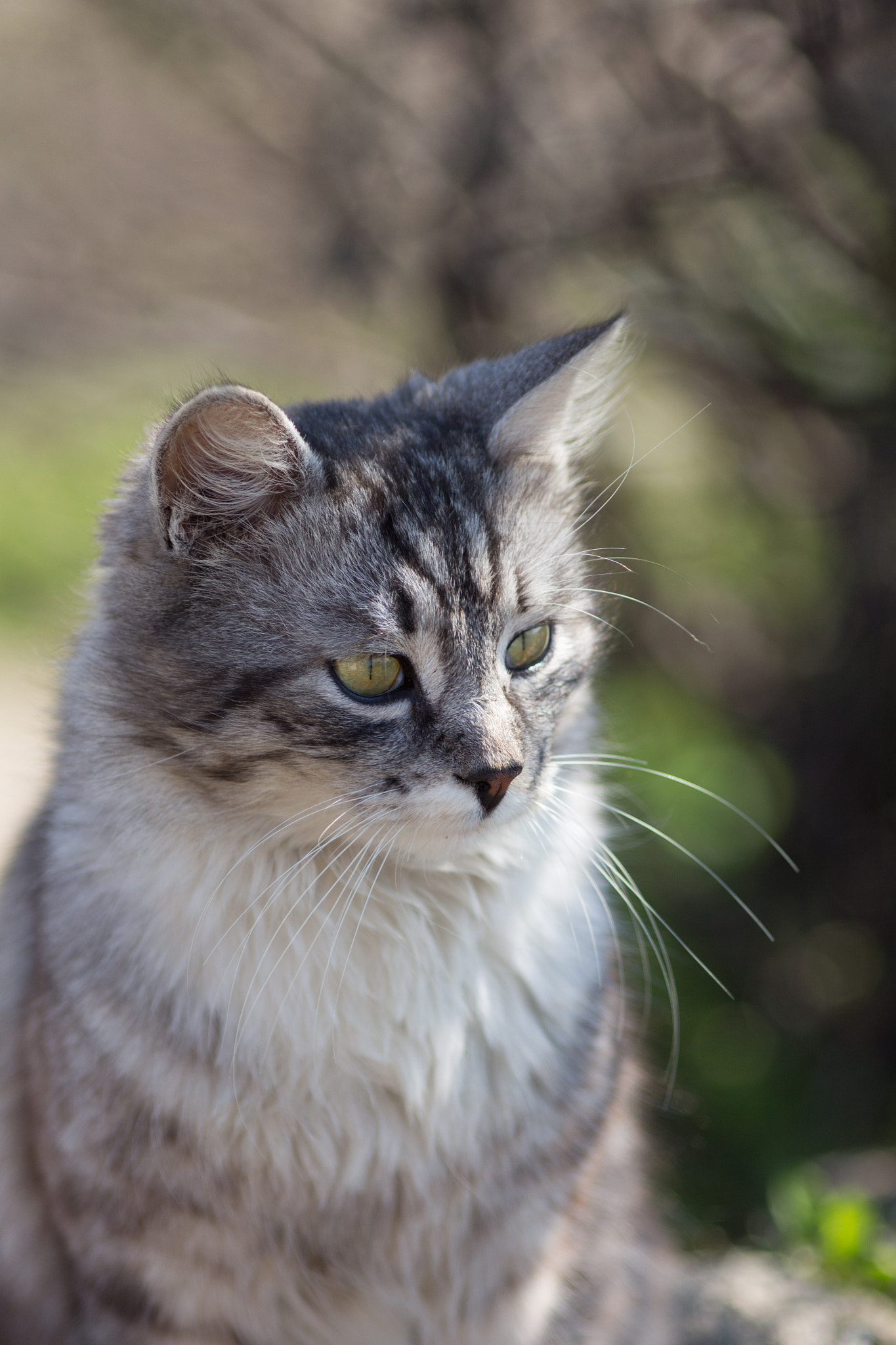 Canon EF 200mm F2.8L II USM sample photo. Elegant cat photography