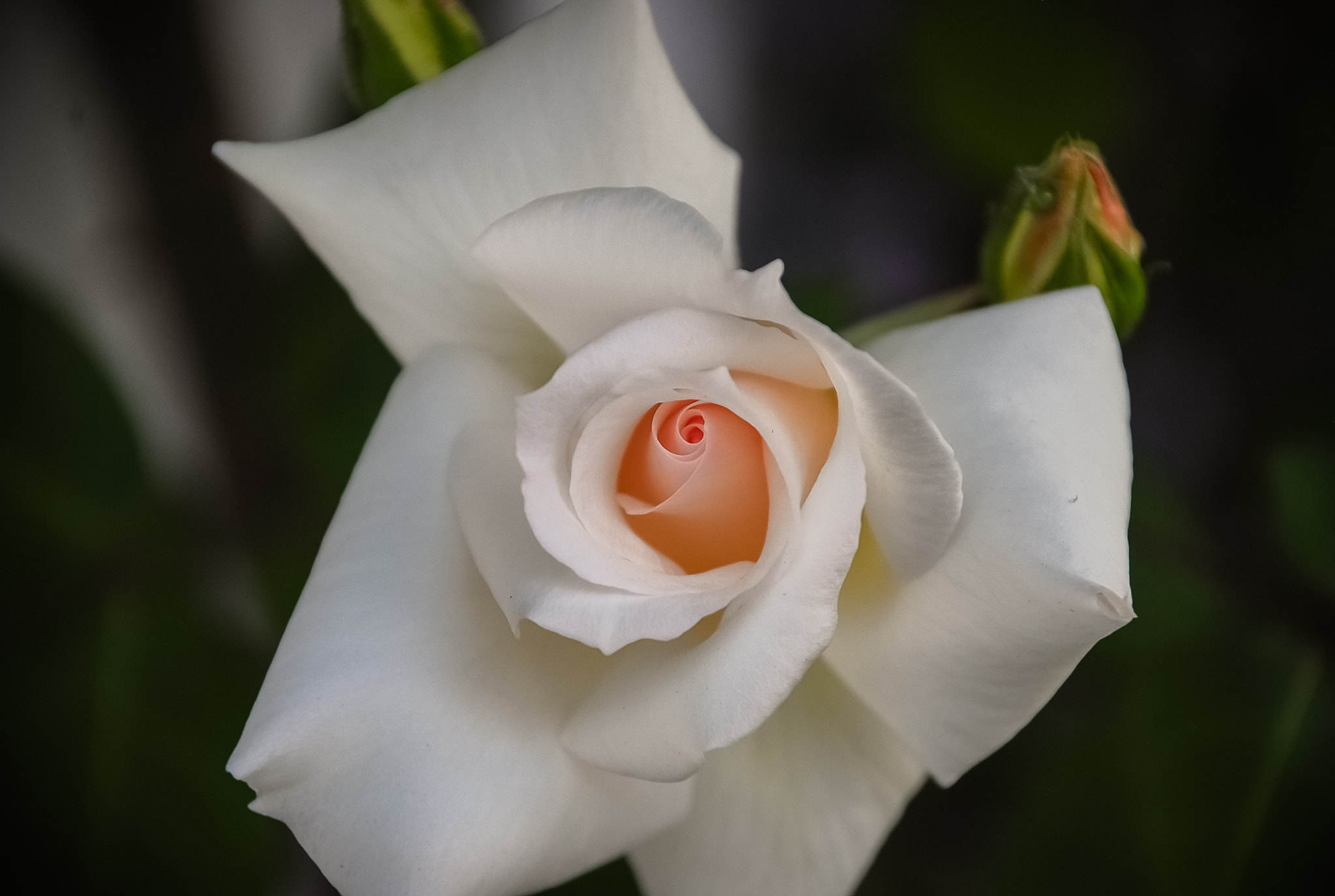 Nikon D40X sample photo. Rose photography