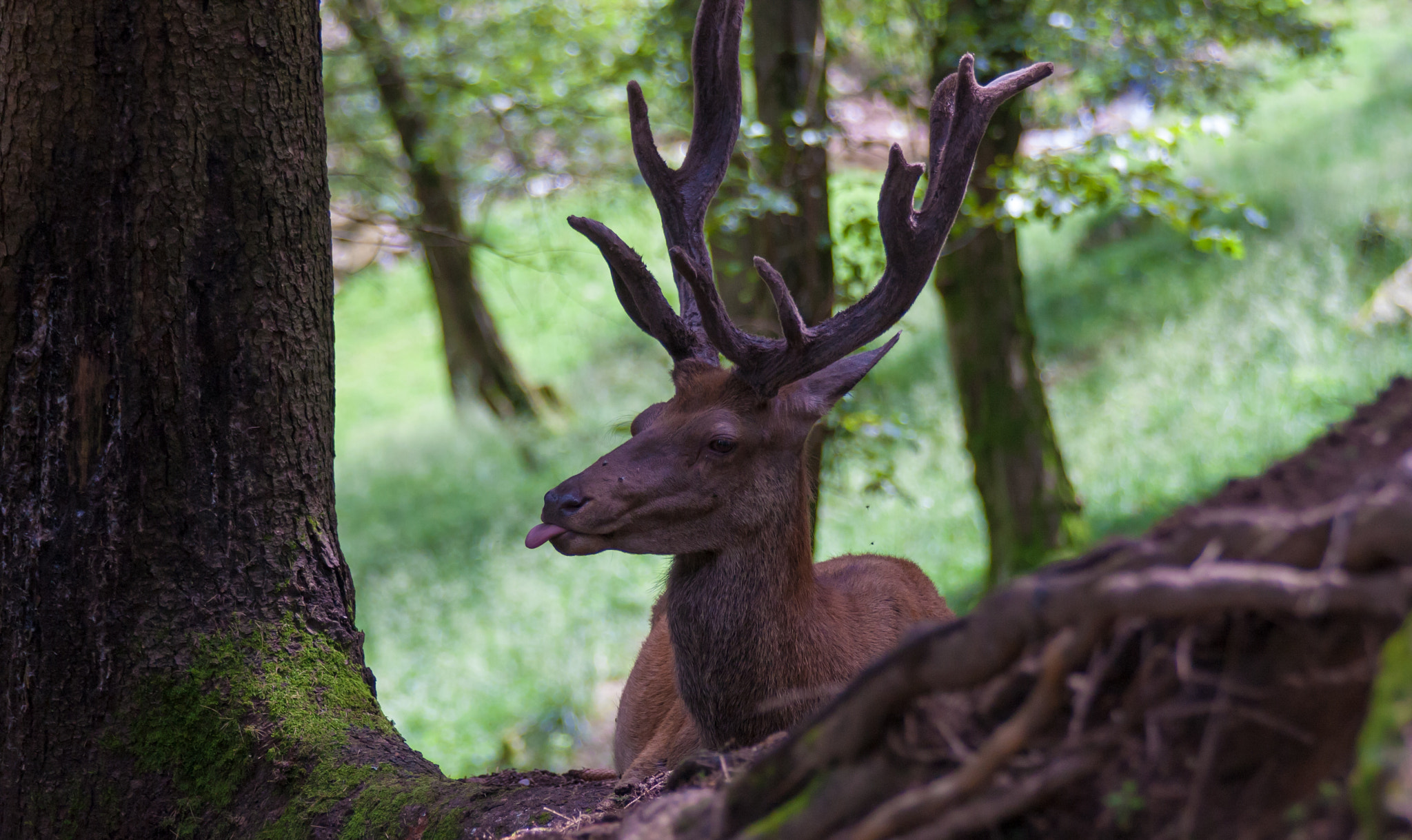 Canon EOS 40D sample photo. Deer sticks its tongue out photography