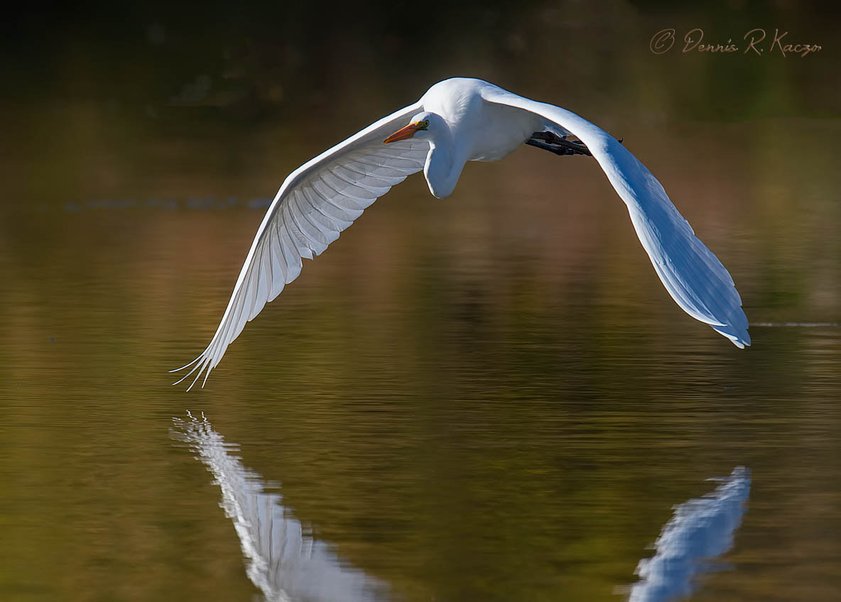 Nikon D4S + Nikon AF-S Nikkor 500mm F4G ED VR sample photo. Great egret photography