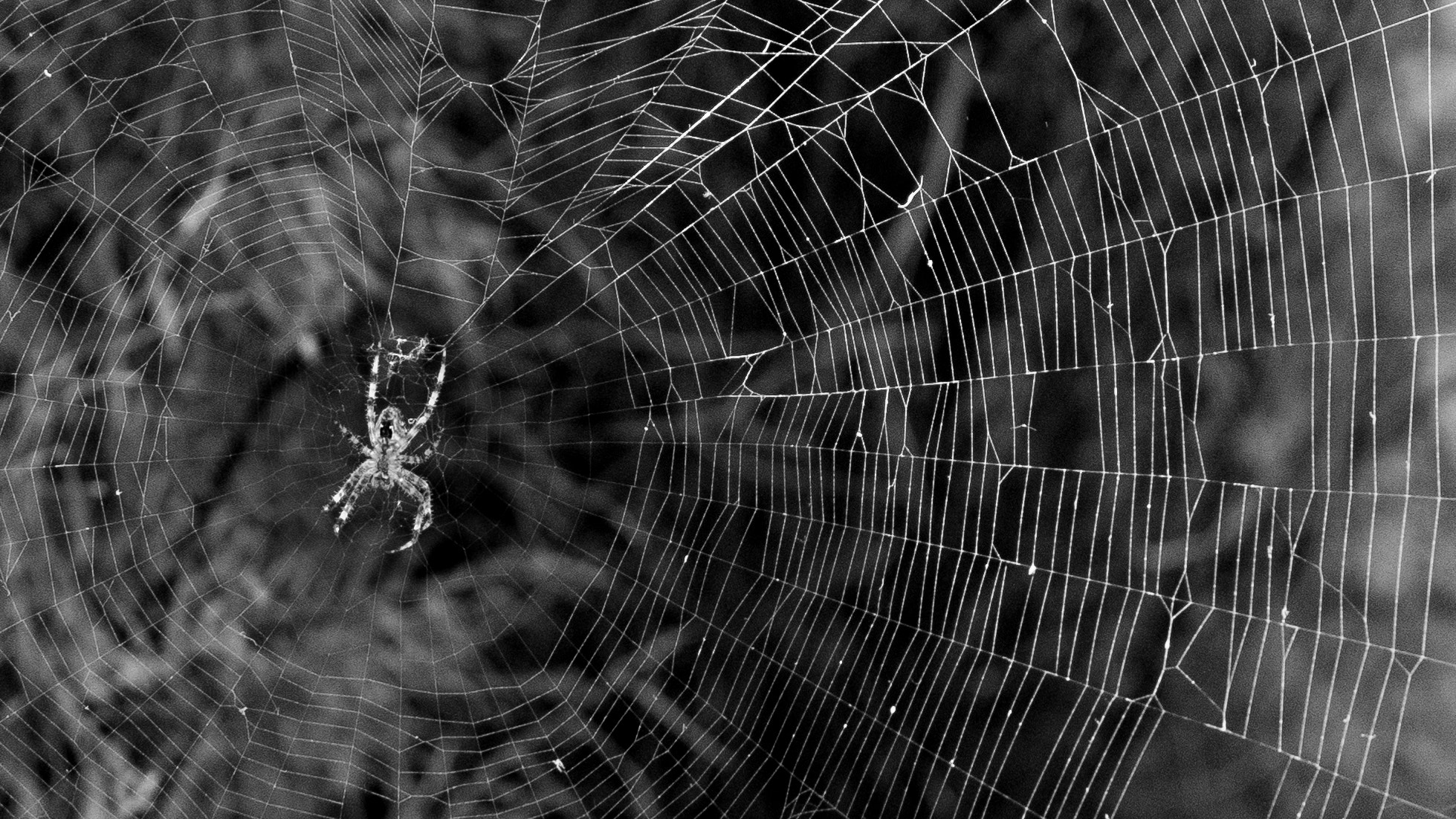 Sony a7 II sample photo. Spider photography
