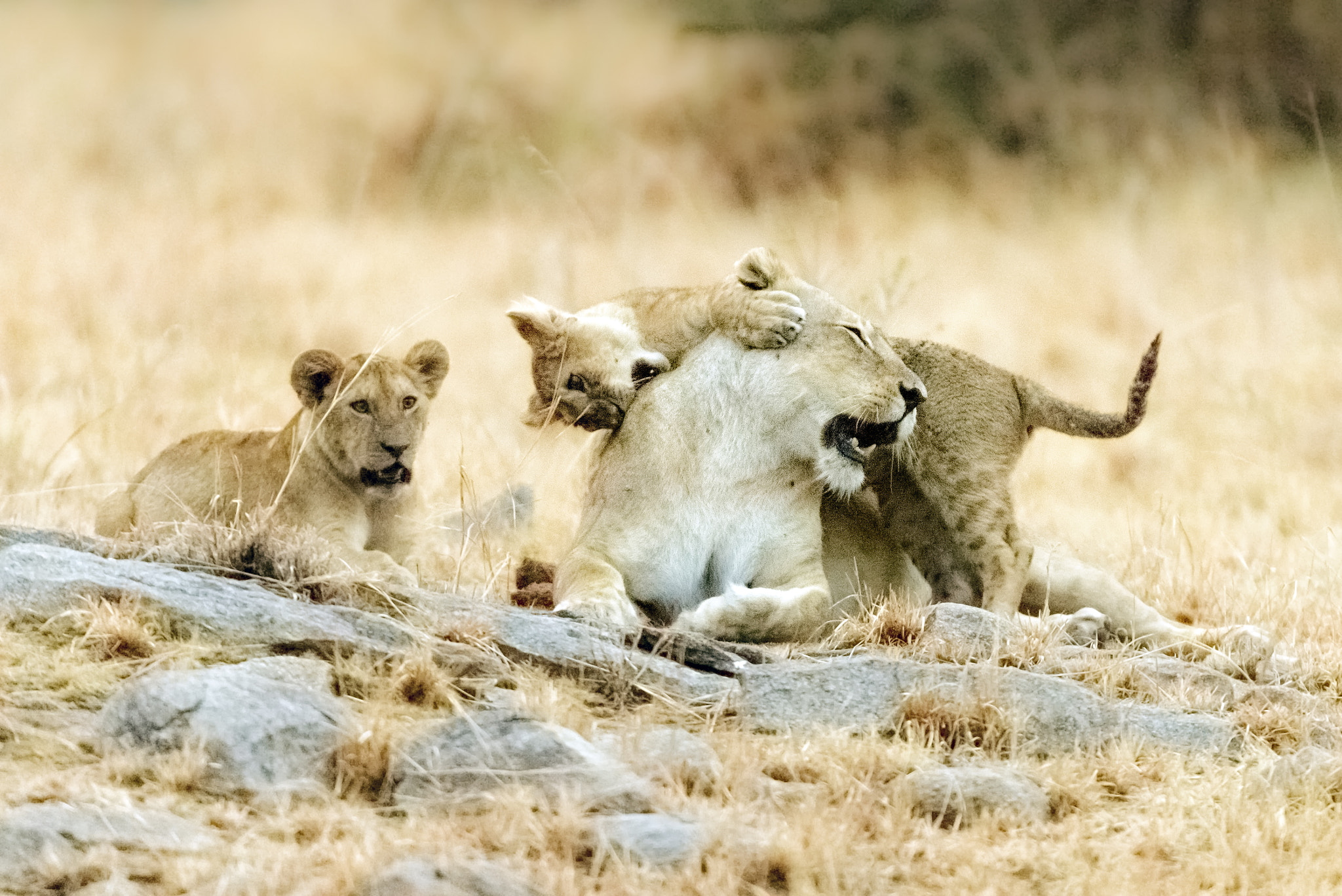 Nikon AF-S Nikkor 200-400mm F4G ED-IF VR sample photo. Playful morning photography