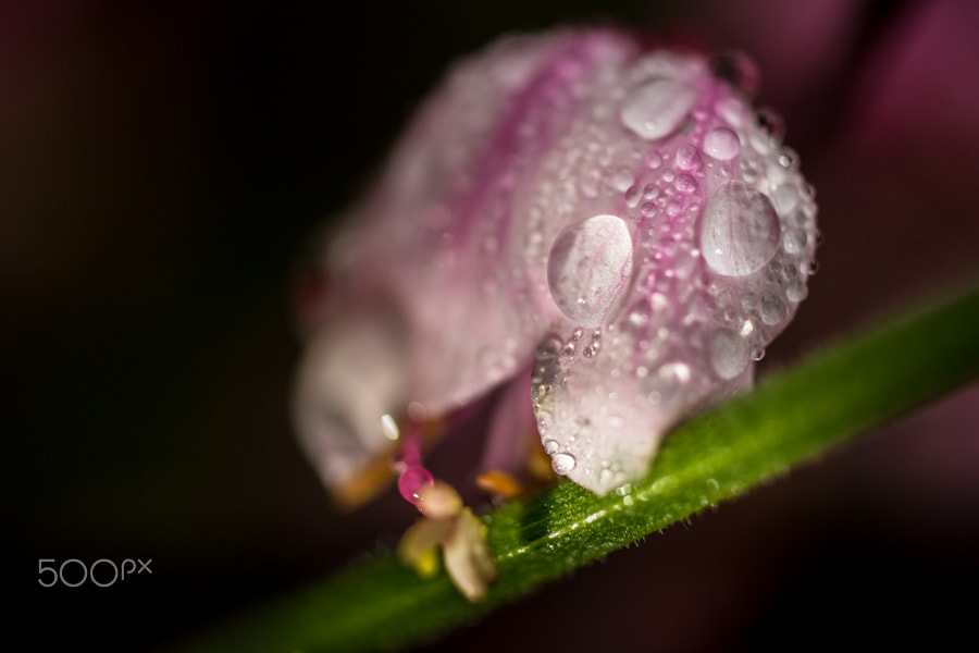 Sony a99 II + MACRO 50mm F2.8 sample photo. Sous le poids des gouttes photography