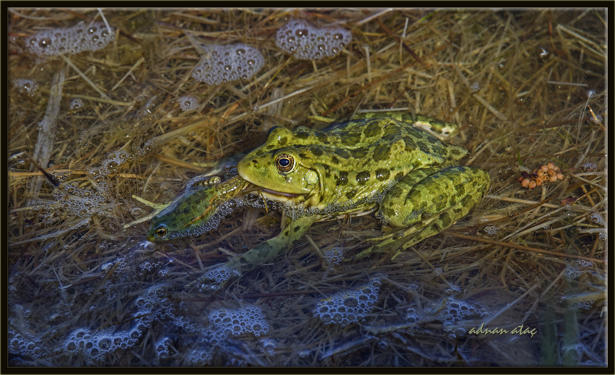 Nikon D4 + Sigma 150-600mm F5-6.3 DG OS HSM | S sample photo. Kurbağa yiyen kurbağa - frog eat frog photography
