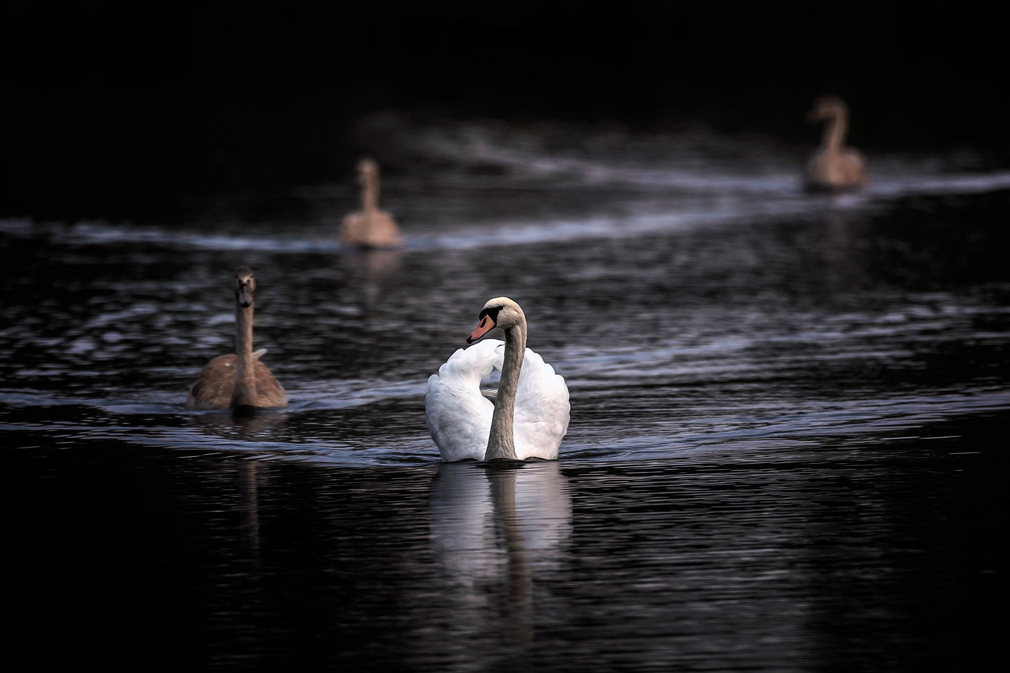 Canon EOS 5DS R + Canon EF 500mm F4L IS USM sample photo. Family tour.... photography