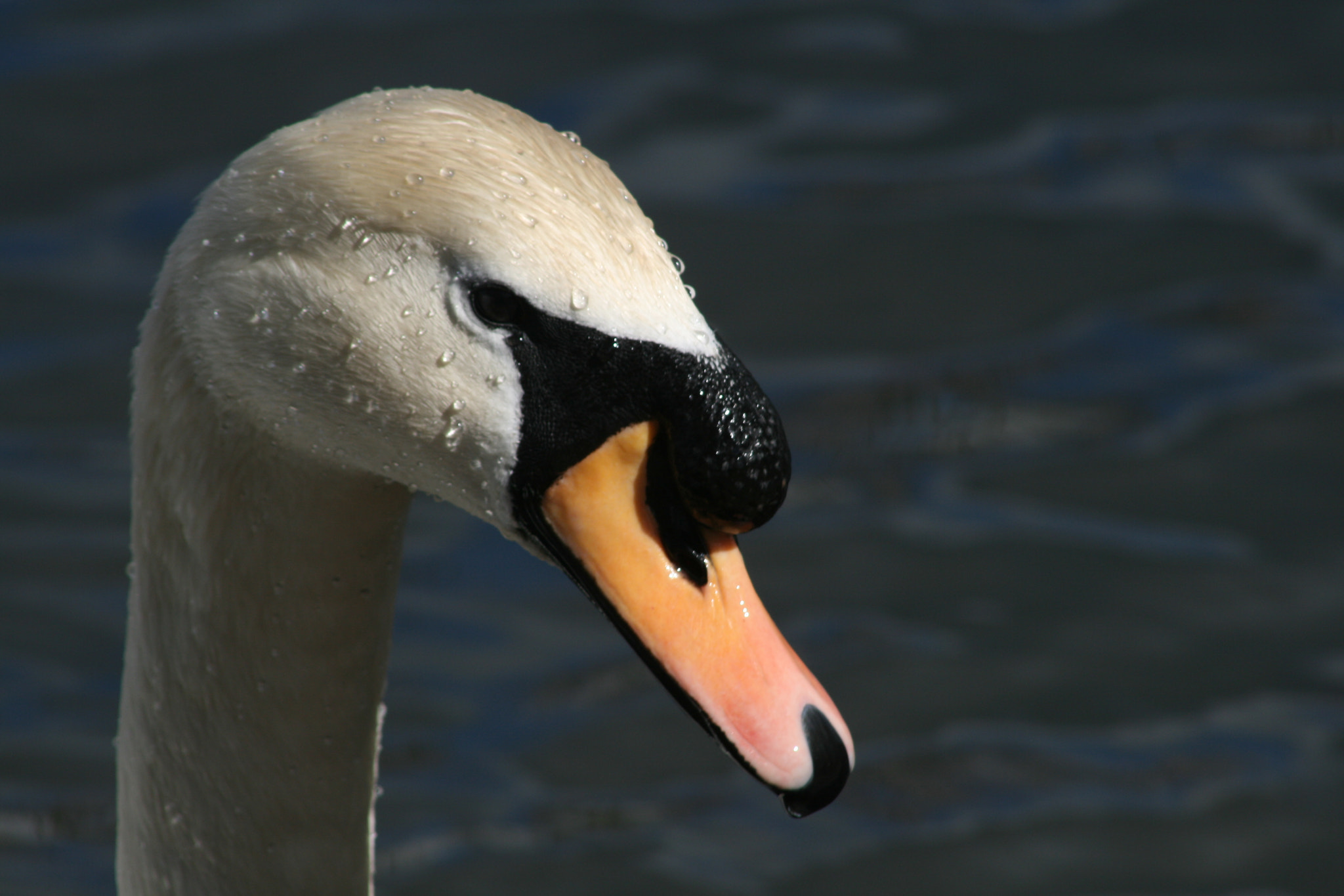 Canon EF 75-300mm f/4-5.6 USM sample photo. Untitled photography