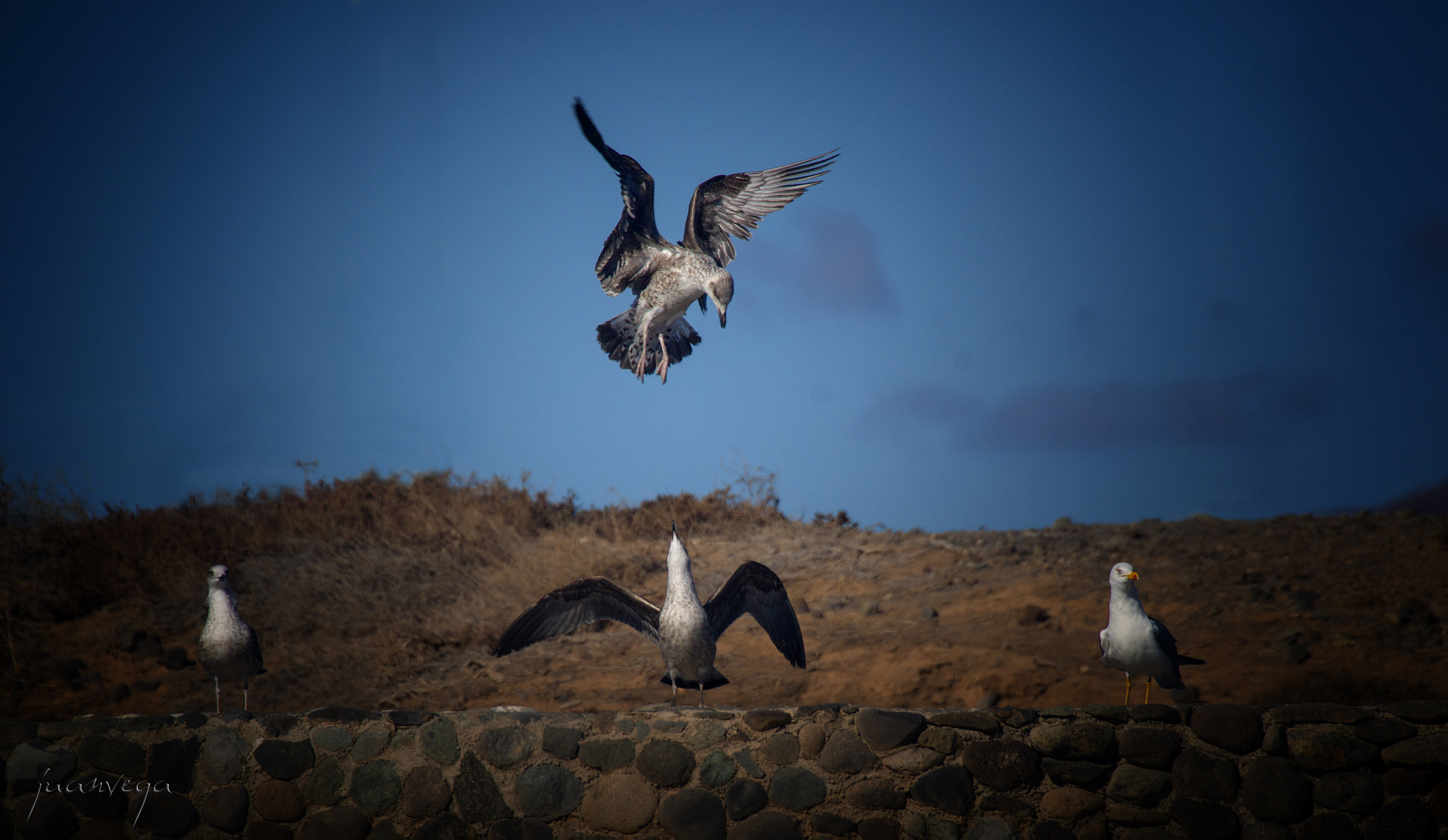 Sony Alpha DSLR-A850 + Minolta AF 300mm F2.8 HS-APO G sample photo. Gaviotas photography