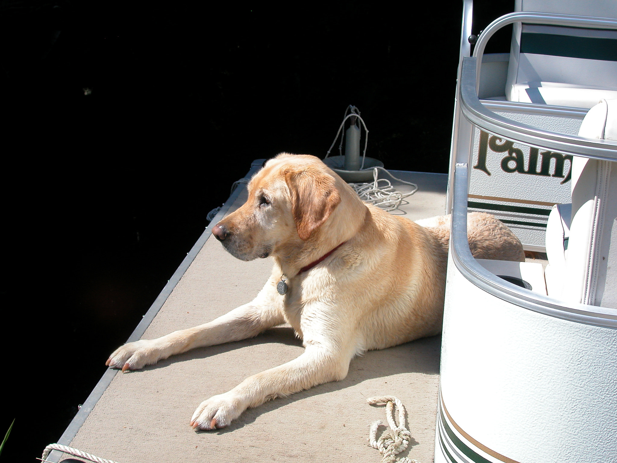 Nikon E5000 sample photo. Barley, the wonder dog photography