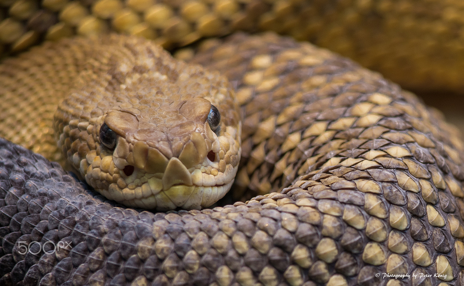 Nikon AF Nikkor 180mm F2.8D ED-IF sample photo. Rattlesnake photography