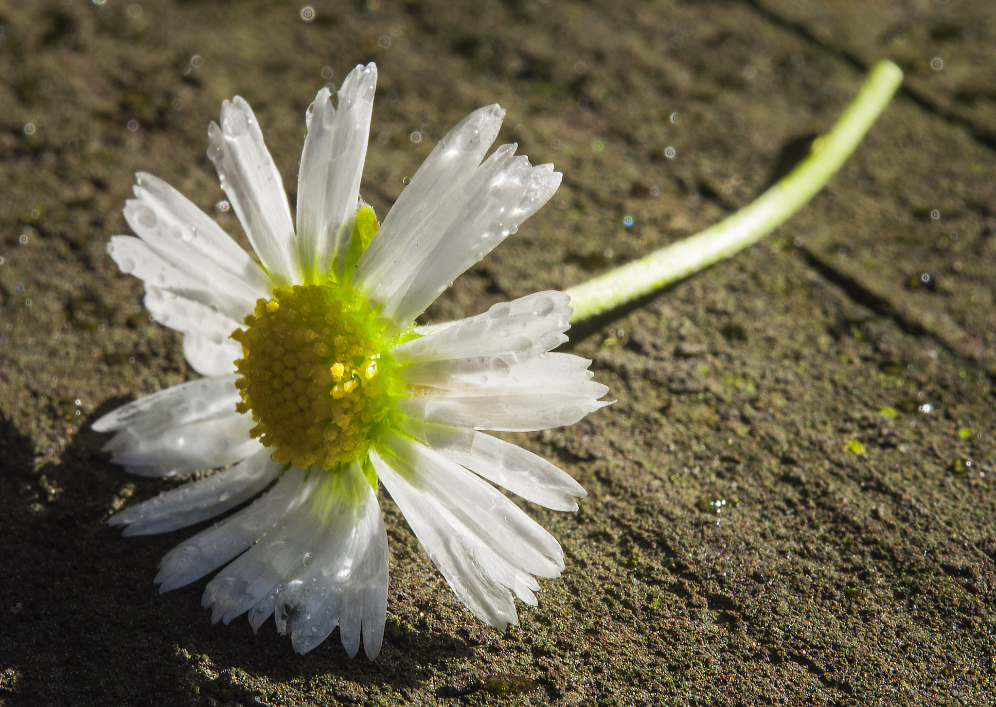 Nikon AF-S Micro-Nikkor 60mm F2.8G ED sample photo. Daisy photography
