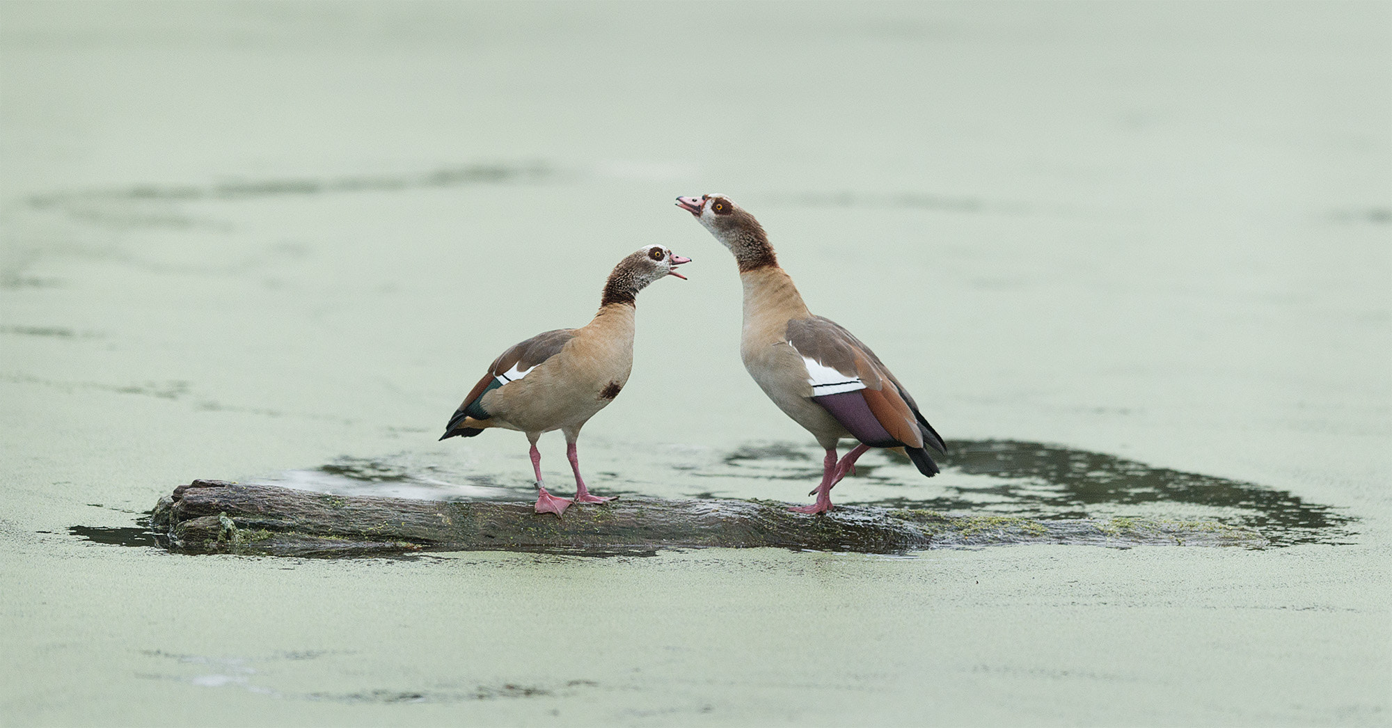 Nikon AF-S Nikkor 200mm F2G ED-IF VR sample photo. Egyptian geese photography