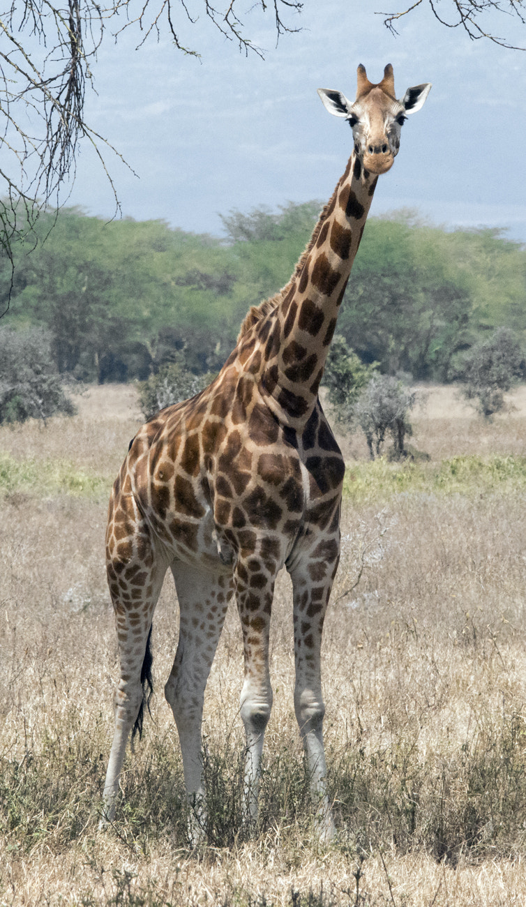 Sigma 150-500mm F5-6.3 DG OS HSM sample photo. Giraffe photography