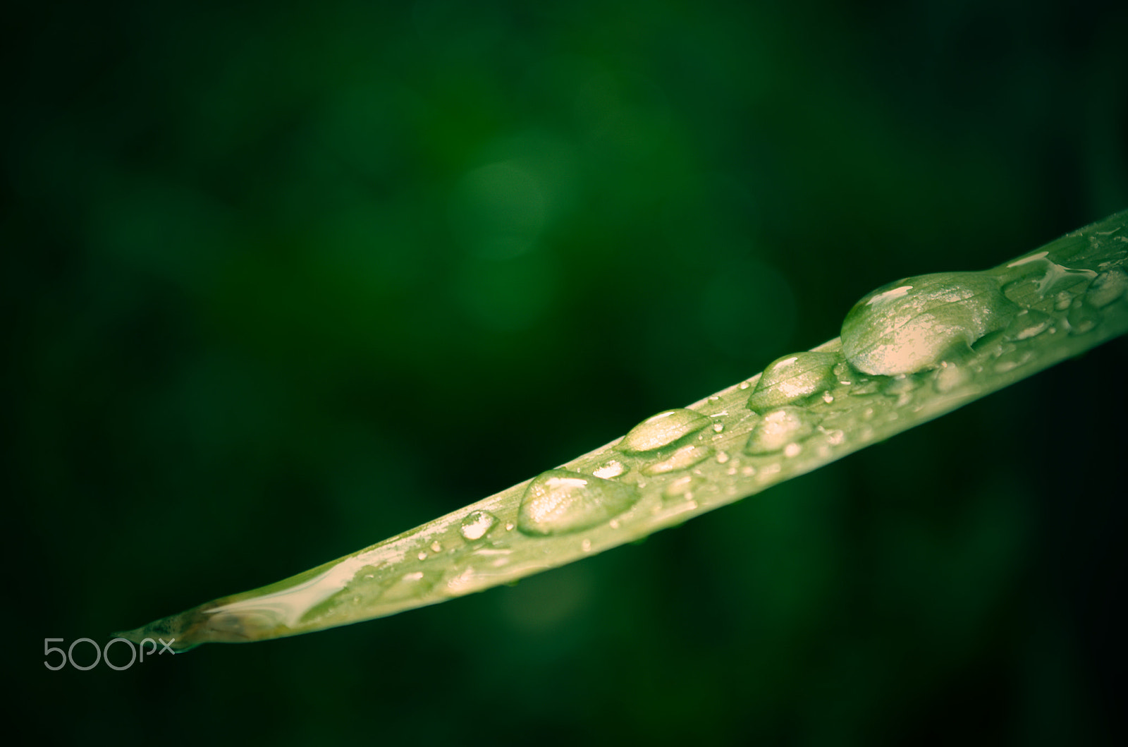 18.00 - 55.00 mm f/3.5 - 5.6 sample photo. After rain photography