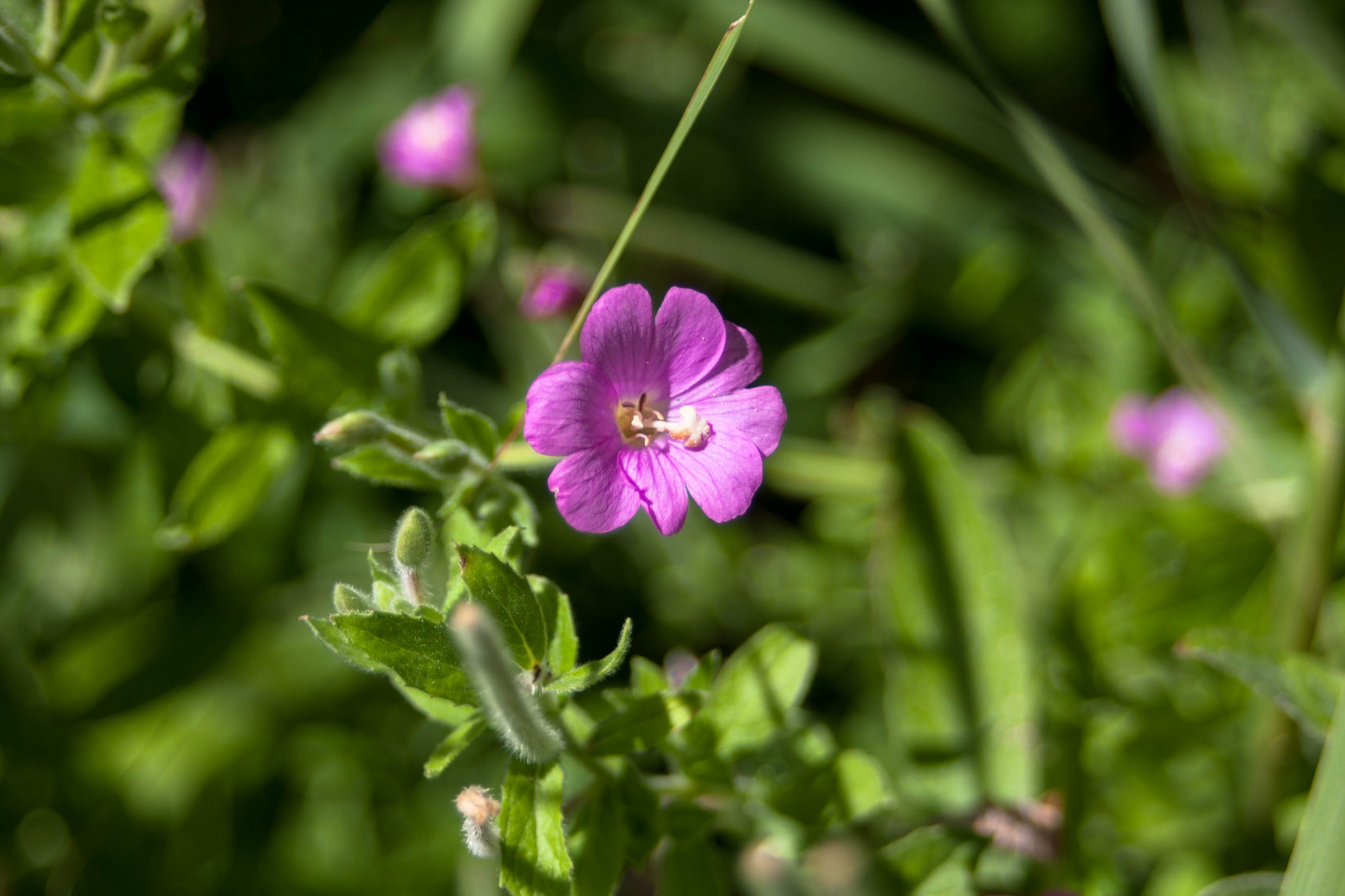 Canon EF 35-80mm f/4-5.6 sample photo. Forgotten summer photography