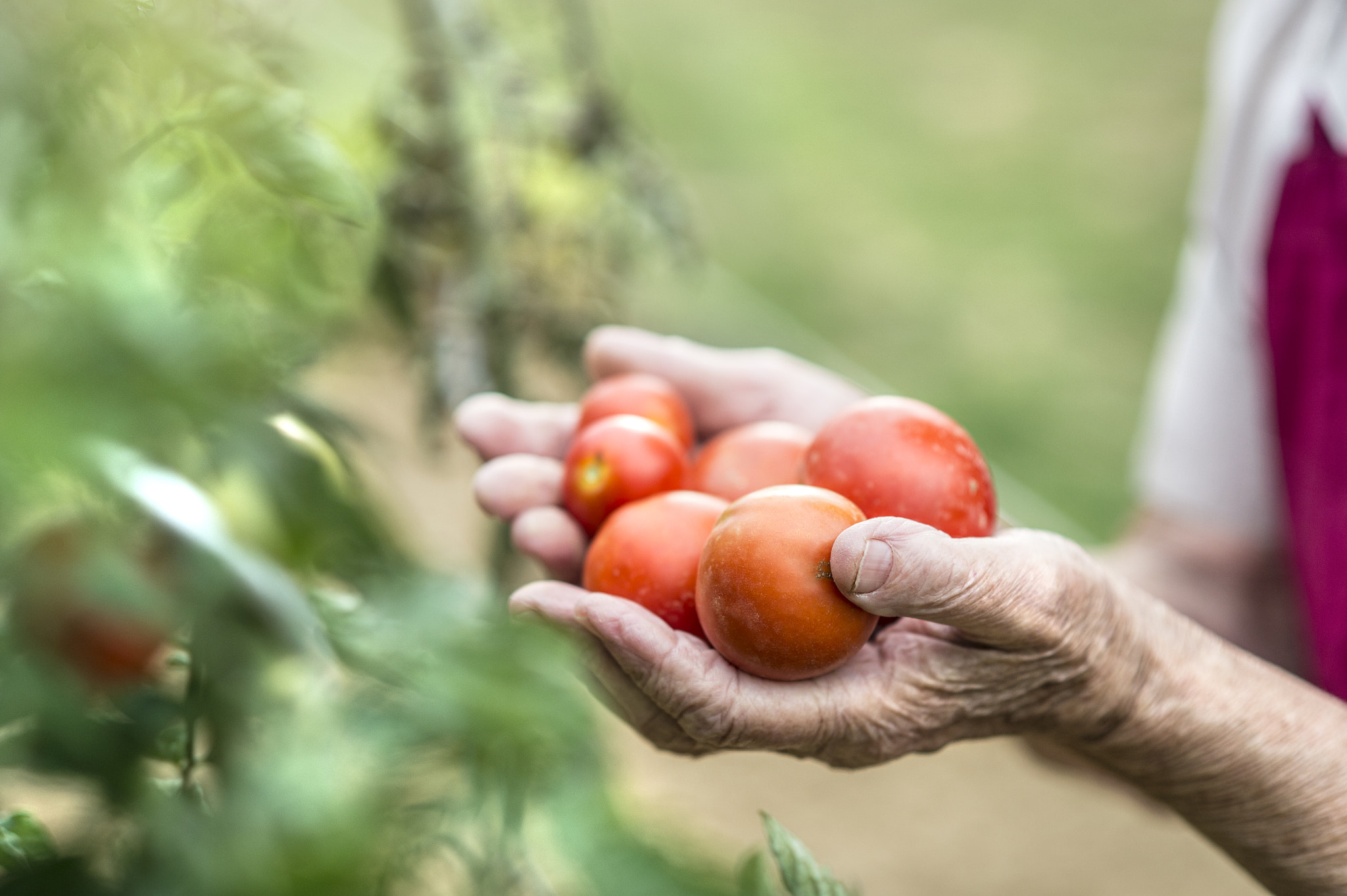 Nikon D4S + Nikon AF Nikkor 85mm F1.8D sample photo. Unrecognizable senior woman in her garden holding tomatoes photography