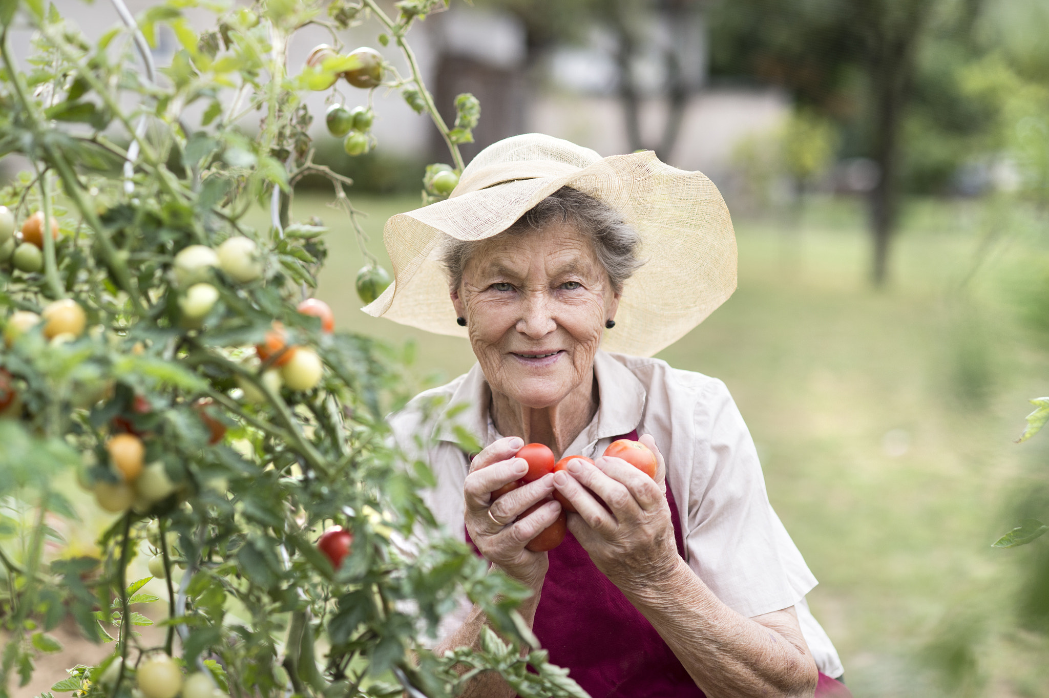 Nikon D4S + Nikon AF Nikkor 85mm F1.8D sample photo. Senior woman in her garden holding tomatoes photography