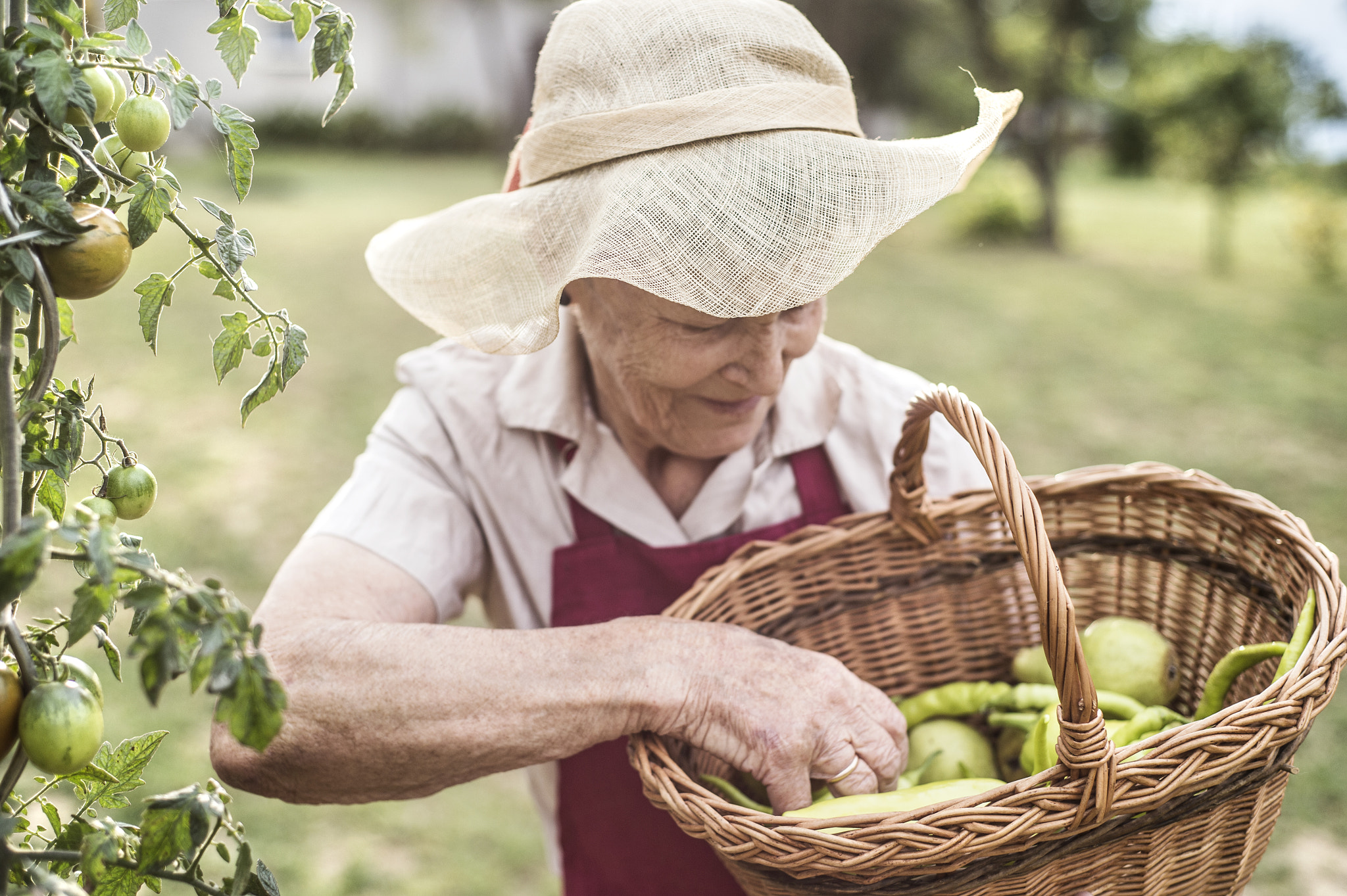 Nikon D4S + Nikon AF Nikkor 50mm F1.8D sample photo. Senior woman in her garden harvesting vegetables and fruit photography