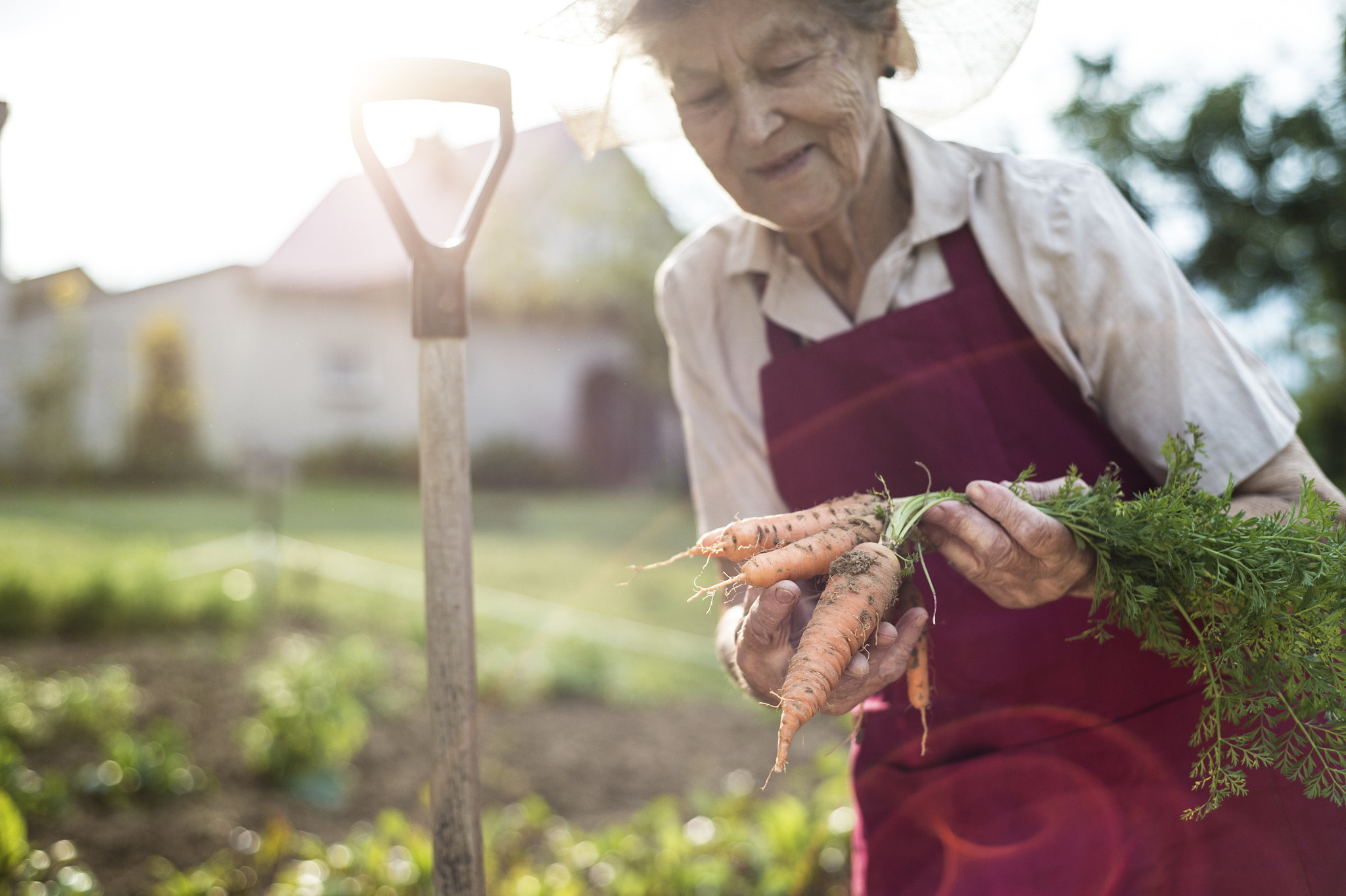 Nikon D4S + Nikon AF Nikkor 50mm F1.8D sample photo. Senior woman in her garden holding carrots. sunny nature. photography
