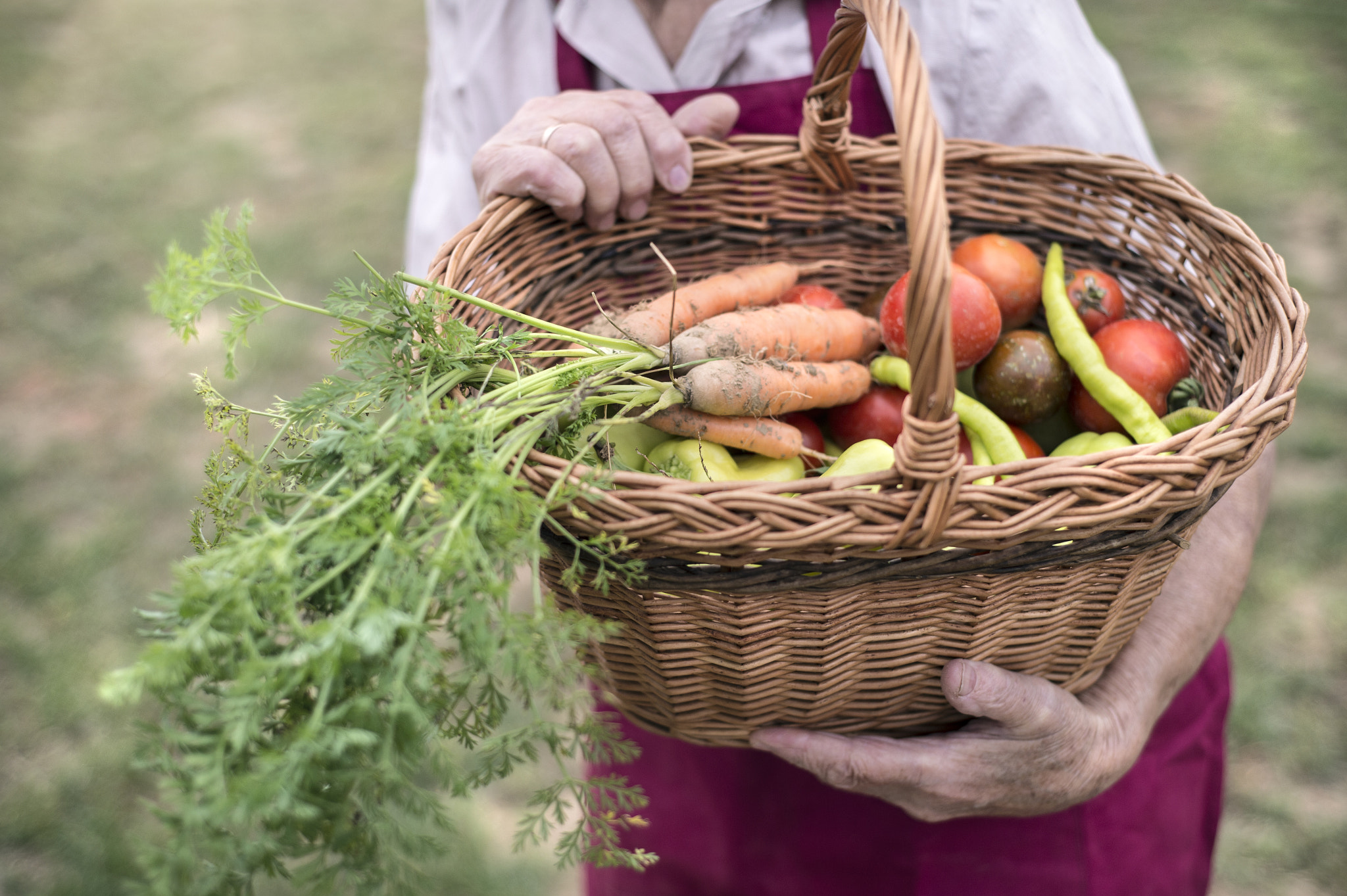 Nikon D4S + Nikon AF Nikkor 50mm F1.8D sample photo. Unrecognizable senior woman in her garden harvesting vegetables photography