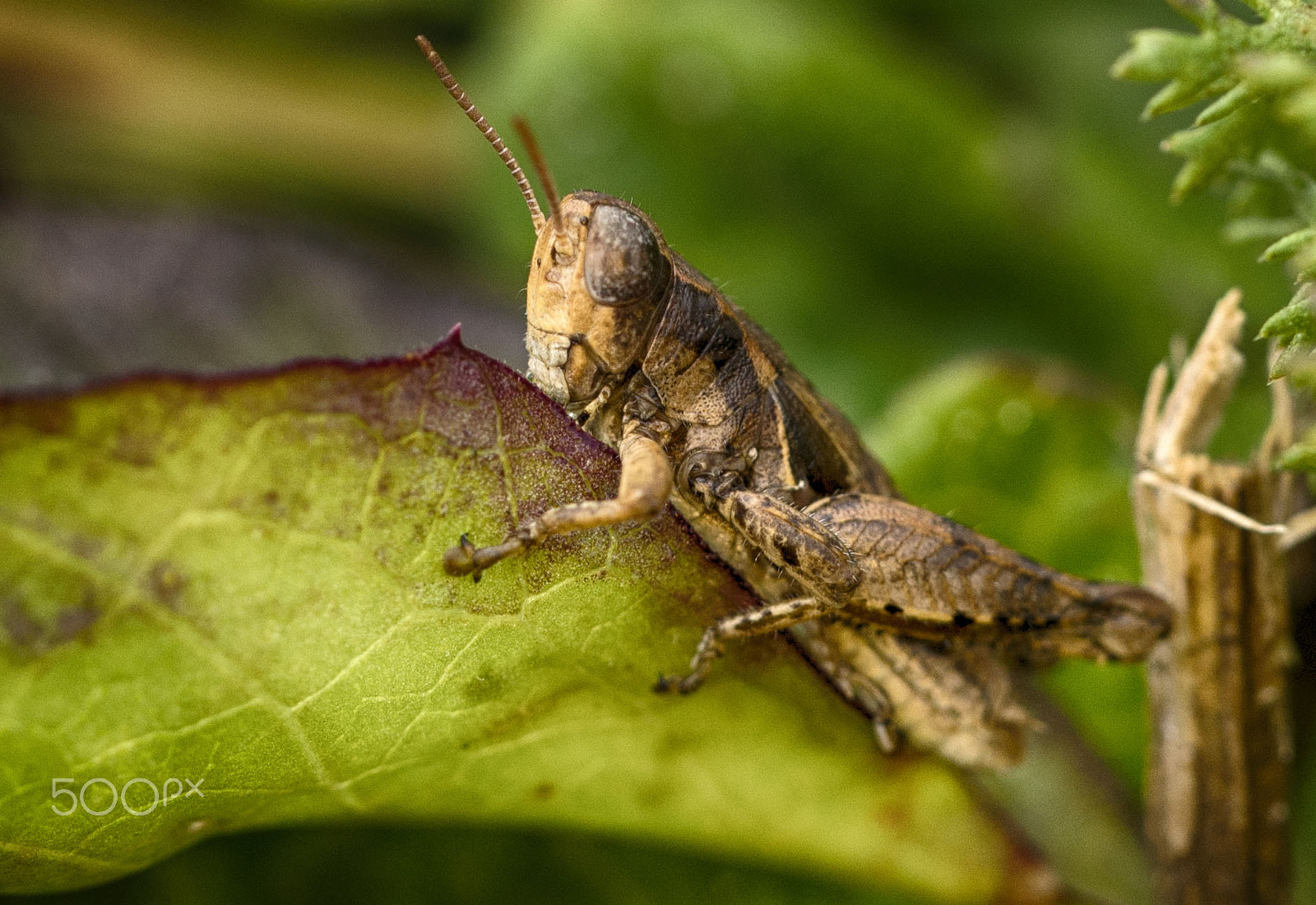 Nikon D600 sample photo. Grasshopper photography