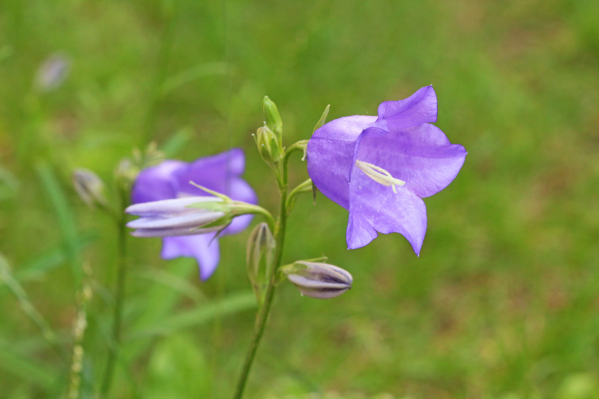 Canon EF 100mm F2.8 Macro USM sample photo. Lonely for summer photography