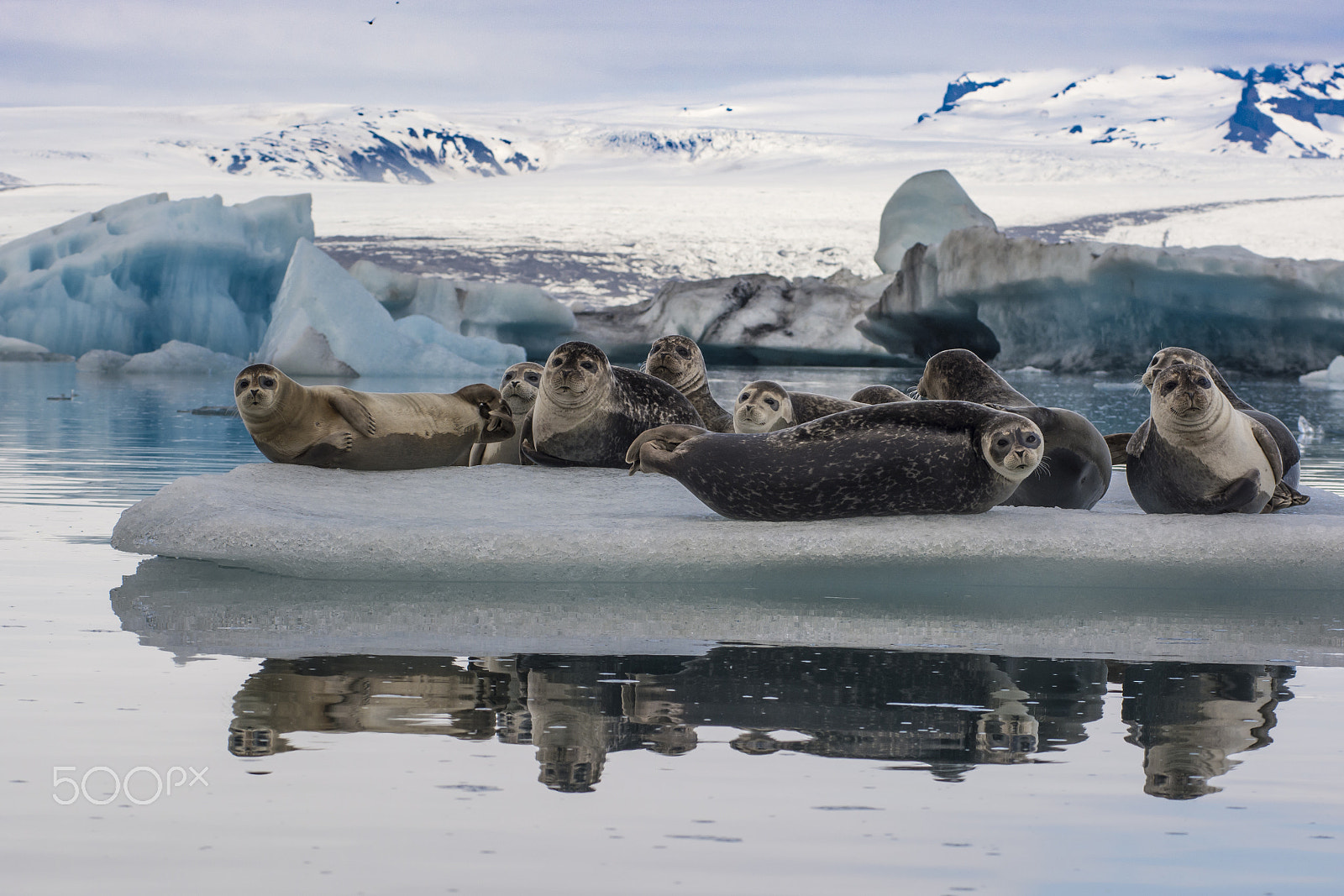 AF Zoom-Nikkor 80-200mm f/2.8 ED sample photo. Resting seals photography