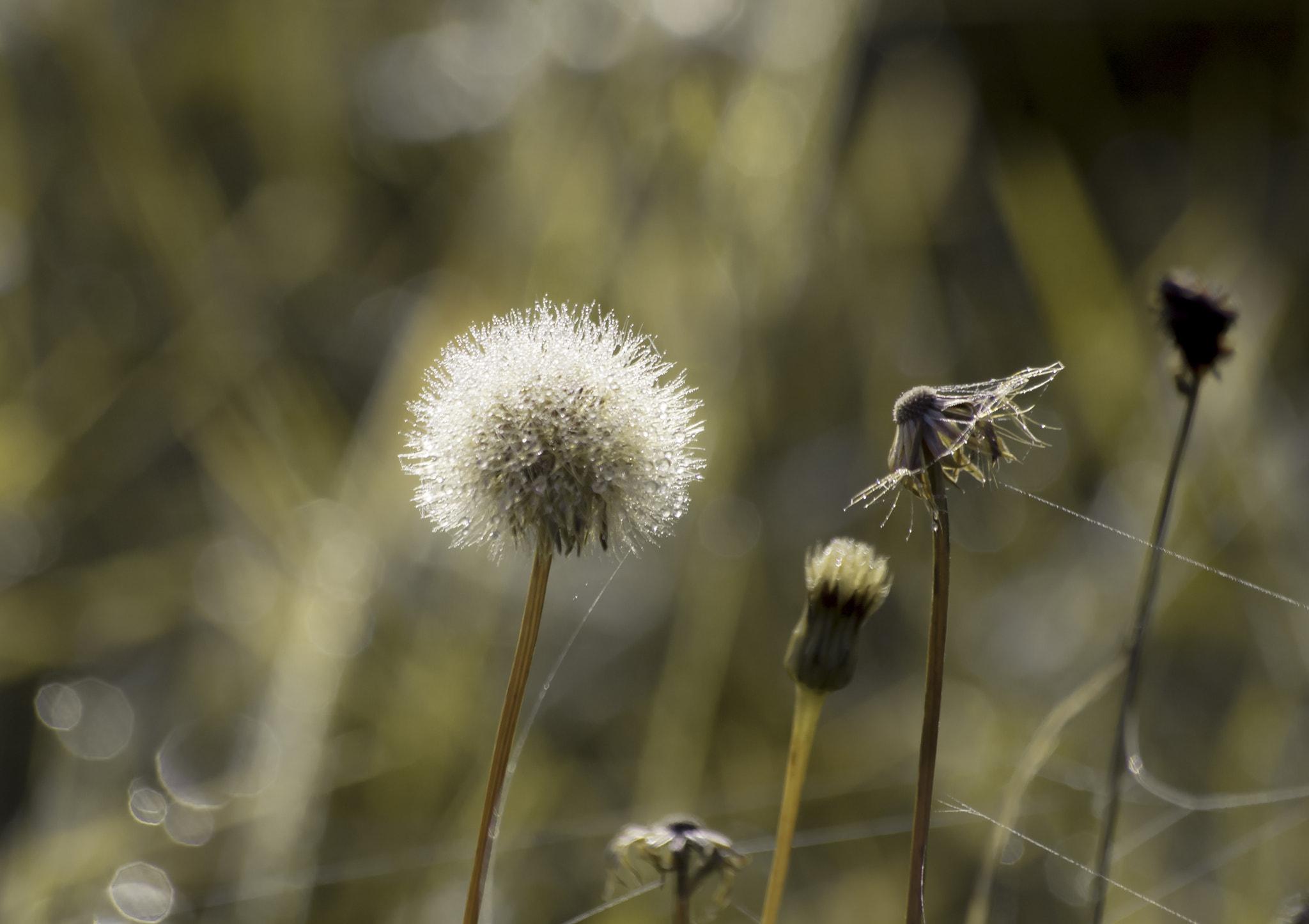 Sigma 70-300mm F4-5.6 APO DG Macro sample photo. Fall photography