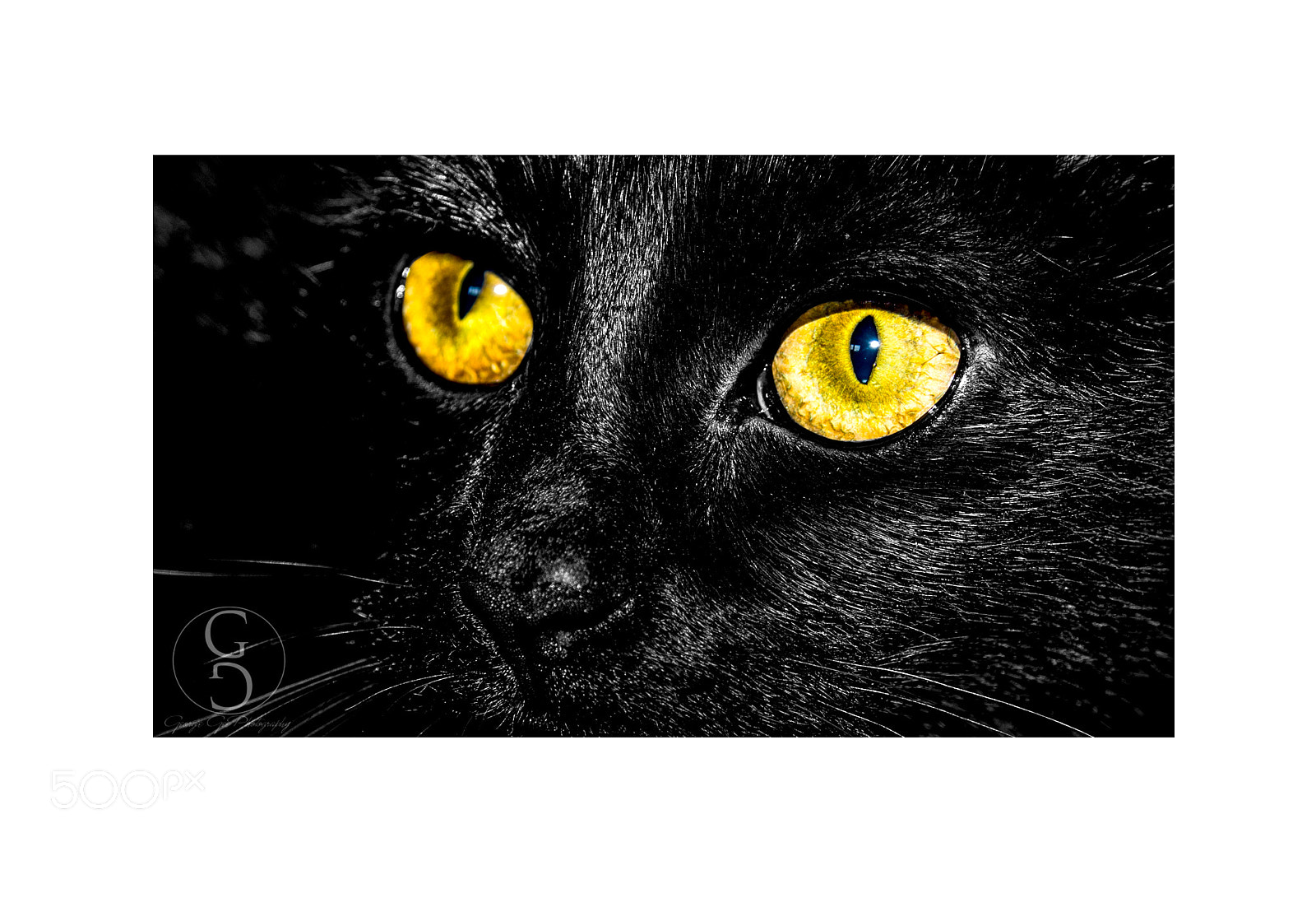 Sigma 17-70mm F2.8-4 DC Macro OS HSM sample photo. Onix photography